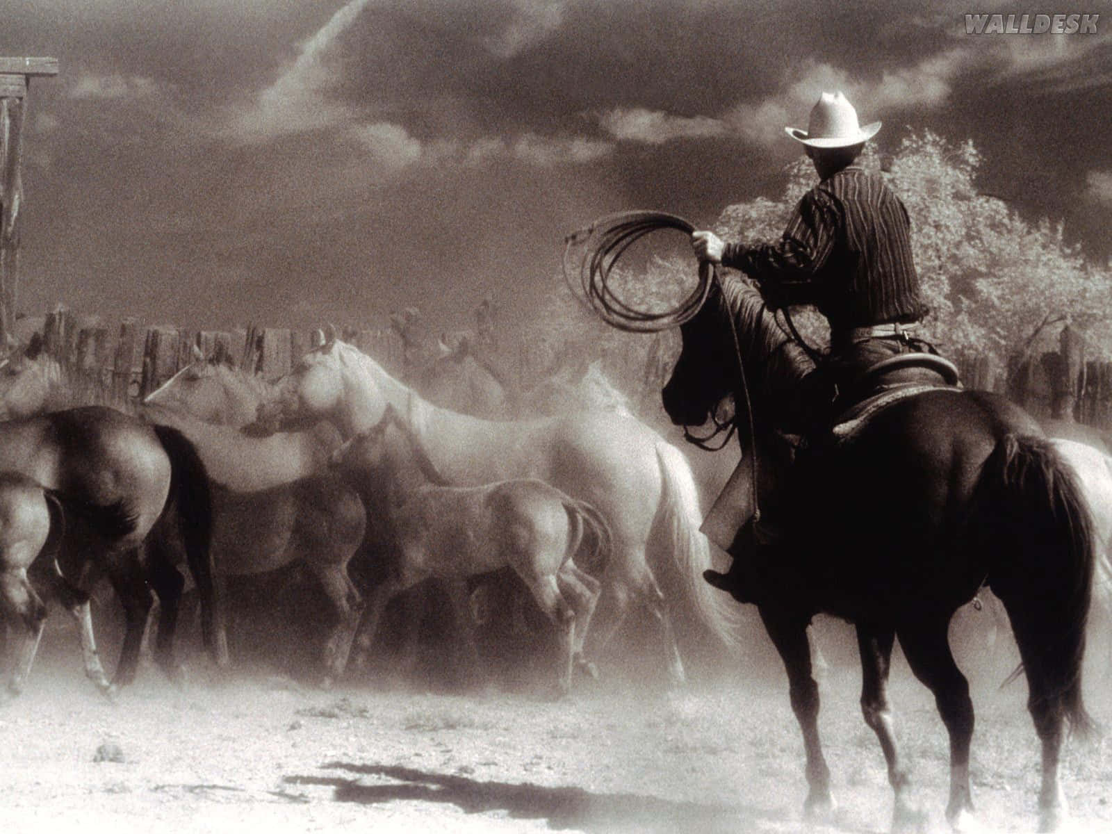 A Man On A Horse Background