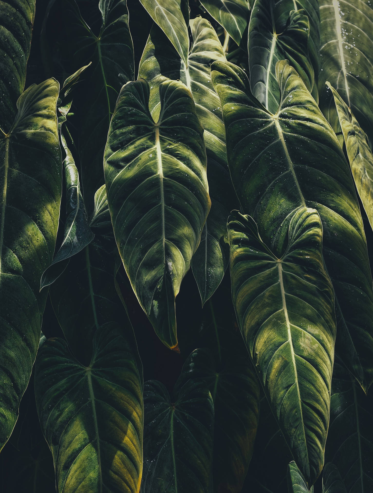 A Man's Best Friend - An Iphone Covered In Plants Background