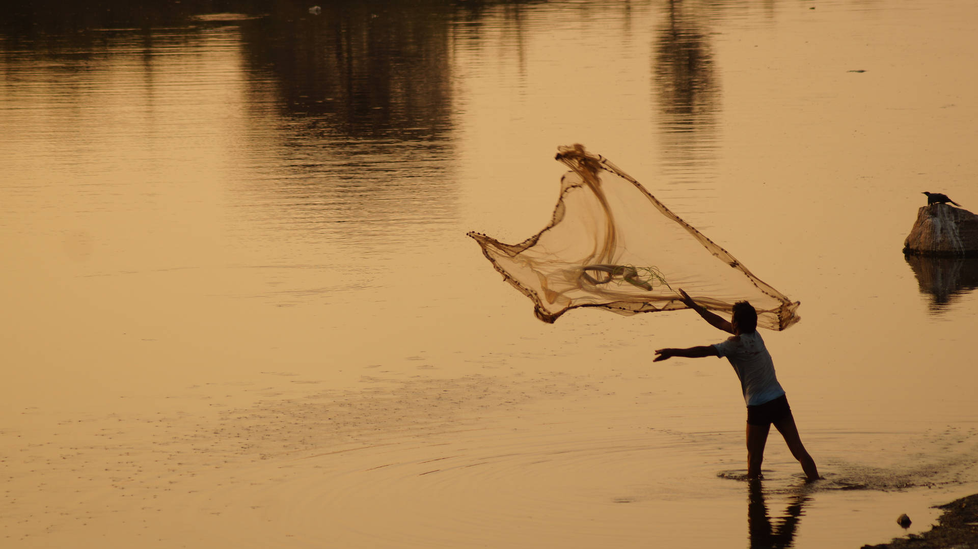 A Man Spreads A Fishing Net To Haul In The Morning's Catch. Background