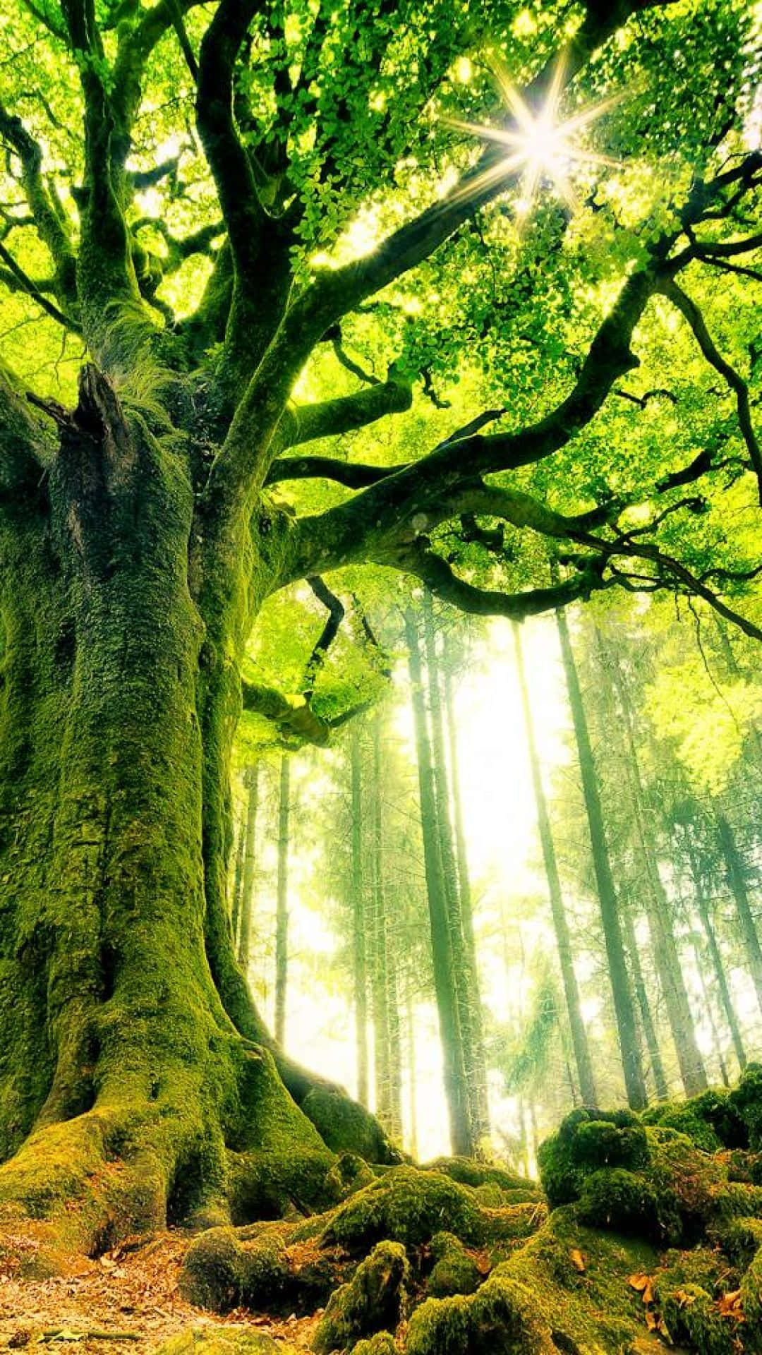 A Man Uses His Cell Phone To Text As He Leans Against A Tree Background