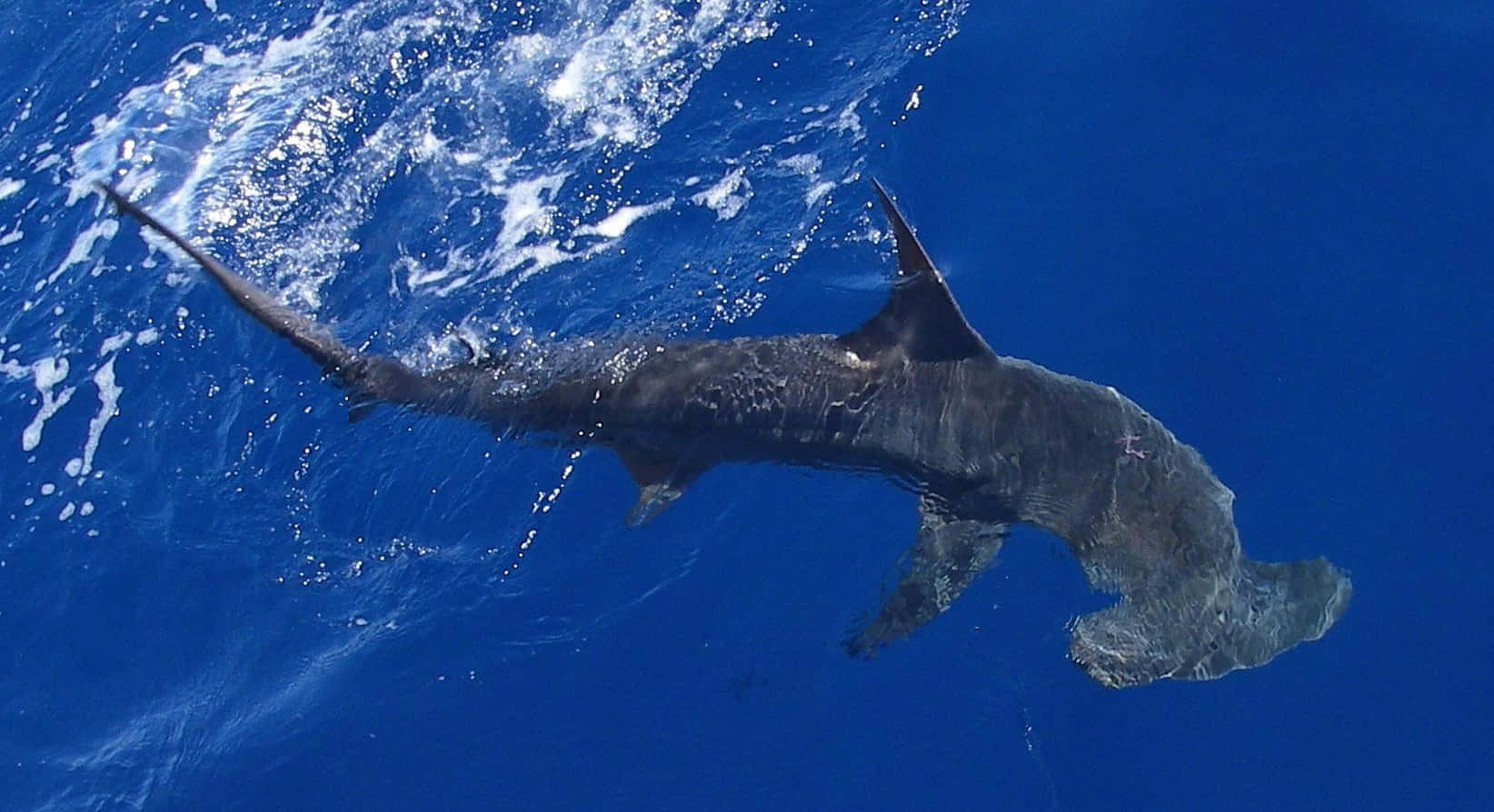 A Massive Hammerhead Shark In Its Natural Habitat Background