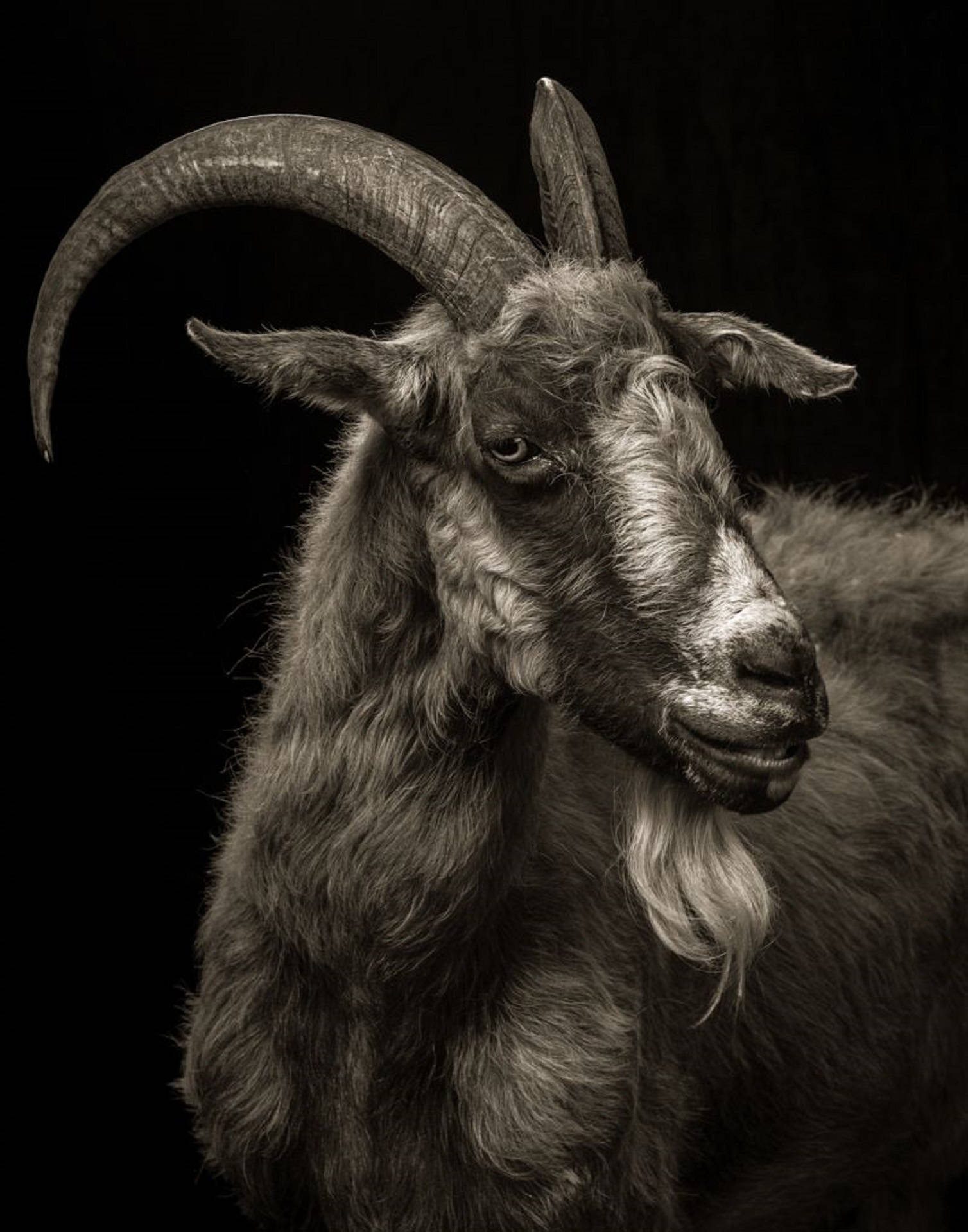 A Mature Goat Donning A Long Beard