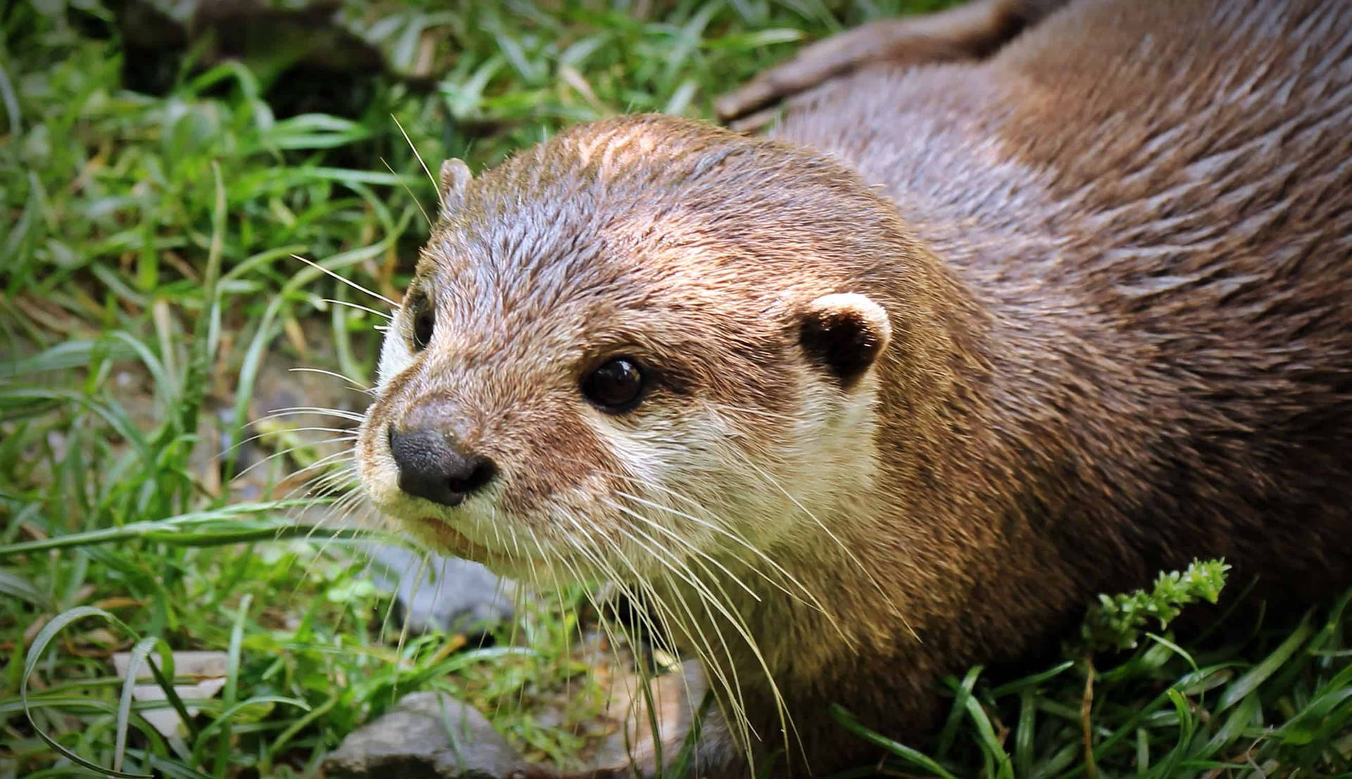 A Mature River Otter Posing Graciously On Land Background