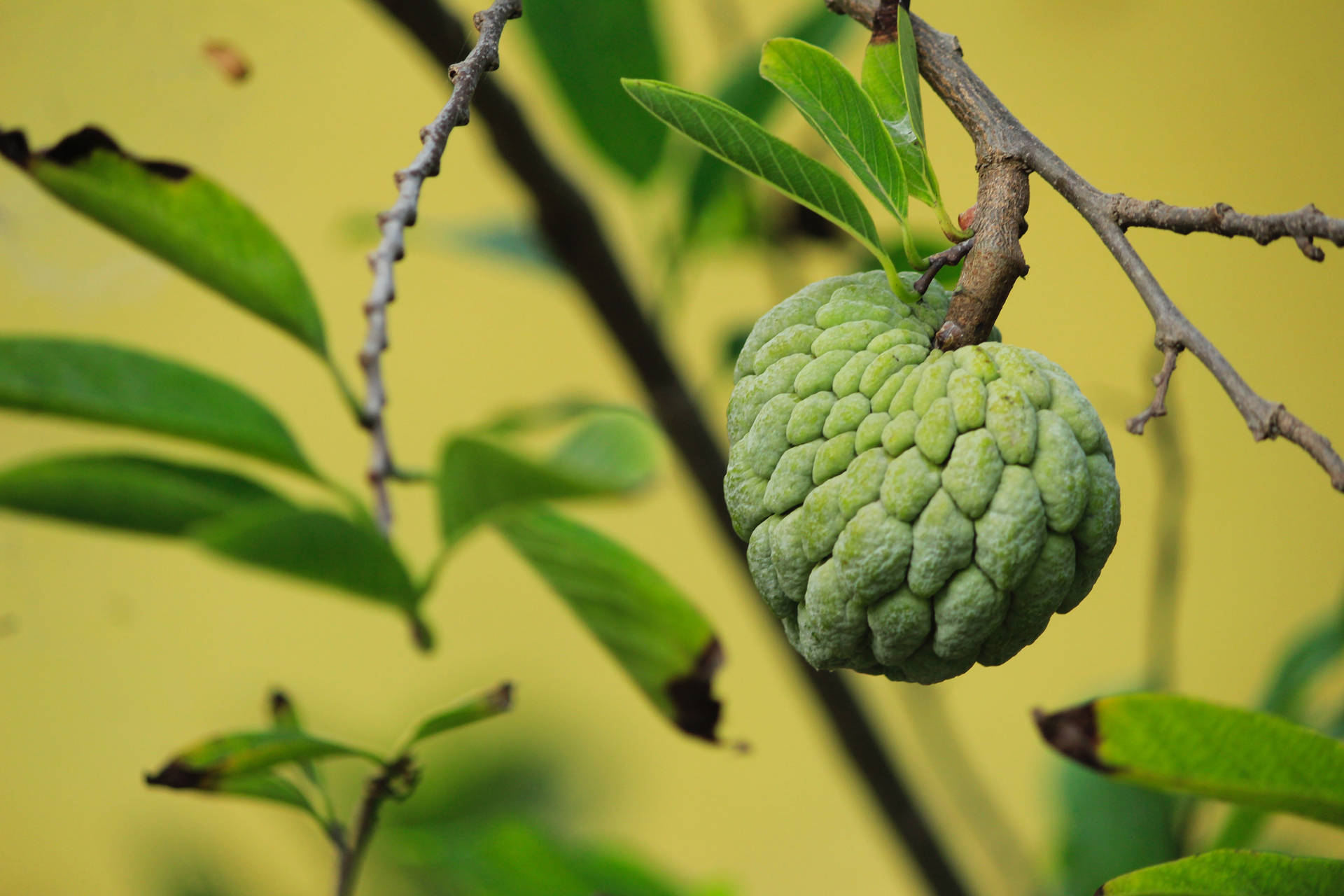 A Mature Sugar Apple Hanging From A Tree Background