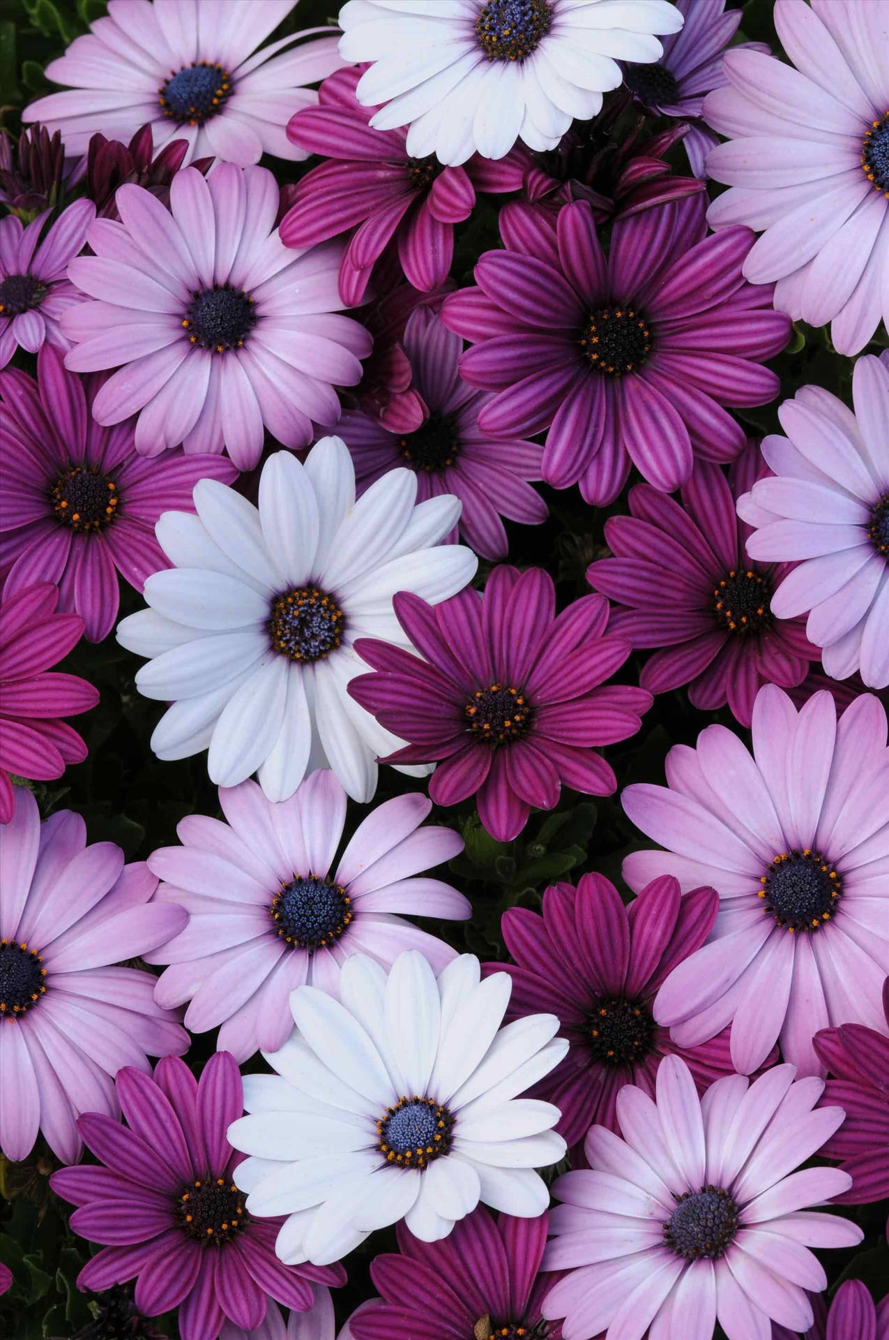 A Mesmerizing Purple Flower Stands Out Boldly Against A Grey Sky. Background