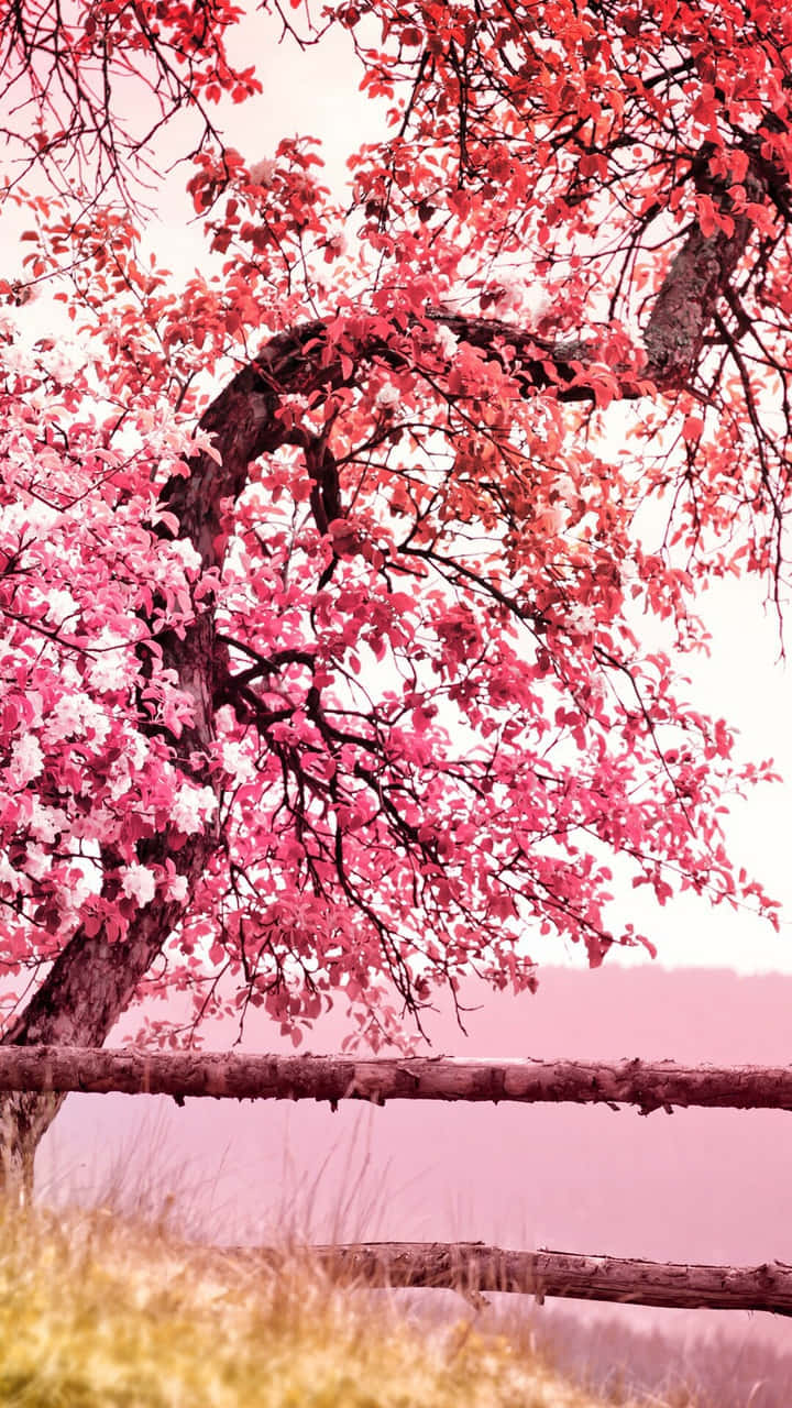 “a Mesmerizing Sight Of A Pink Cherry Blossom Tree” Background