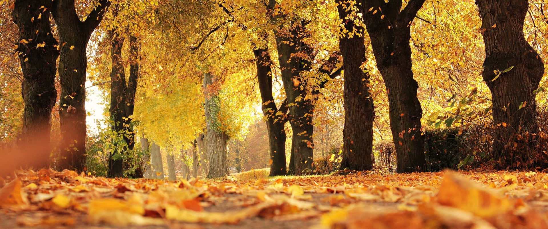 A Mesmerizing View Of A Fall Morning Background
