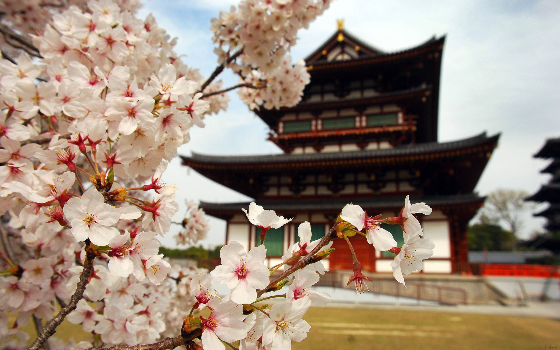 A Mesmerizing View Of Cherry Blossoms In Japan Background