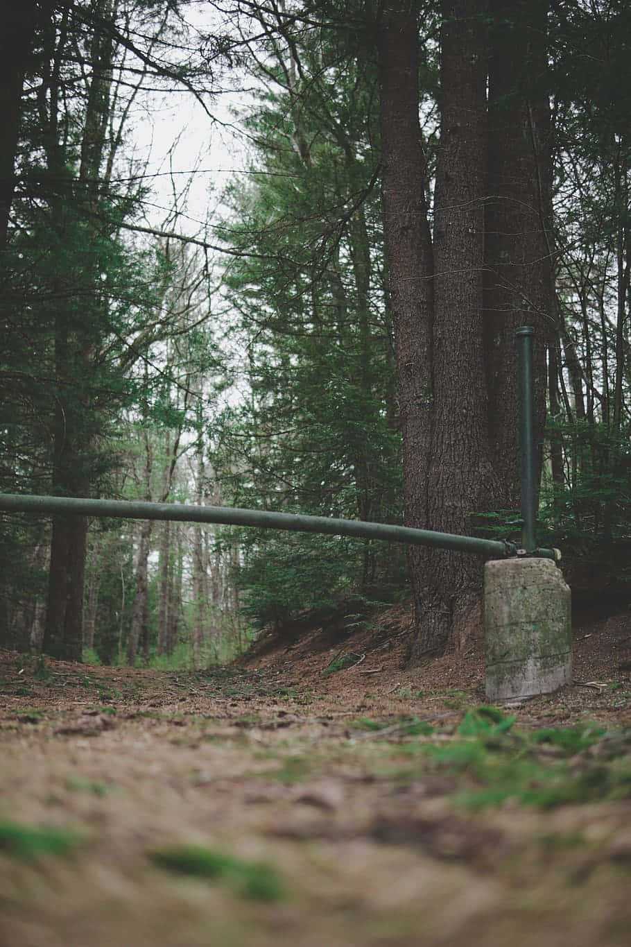 A Metal Fence In The Woods Background