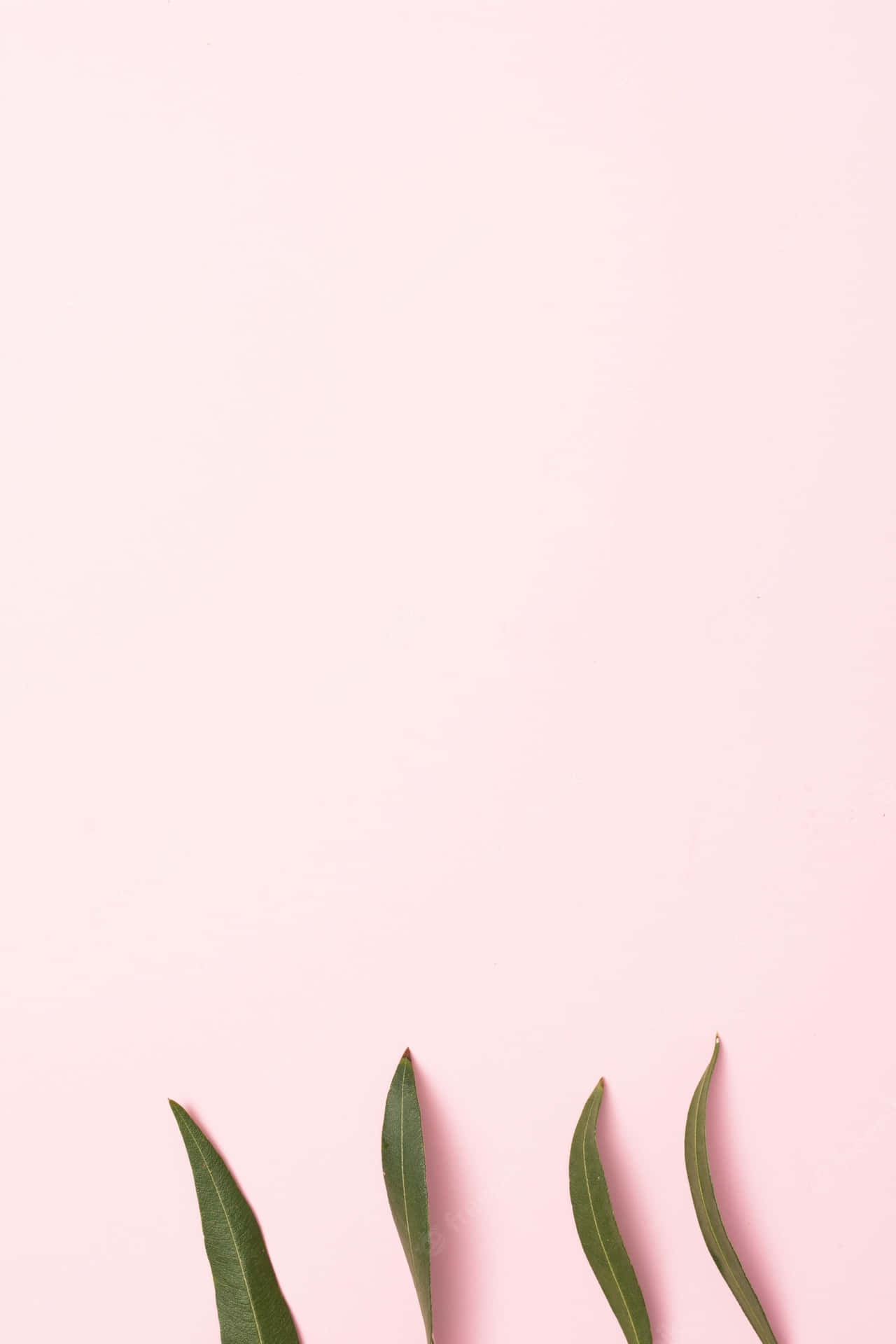 A Minimalist Image With Bright Pink Shades Background