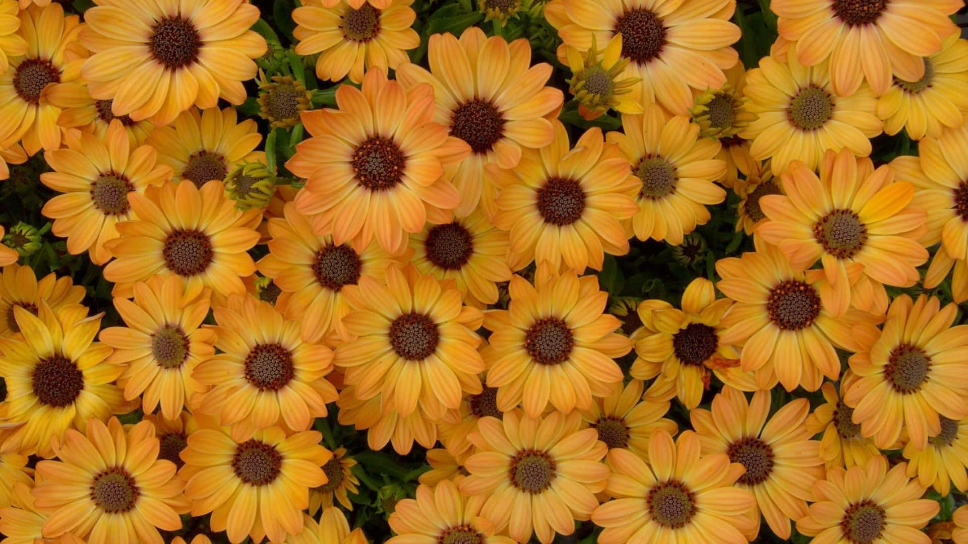 A Minimalist Pastel Yellow Laptop On A Wooden Desk