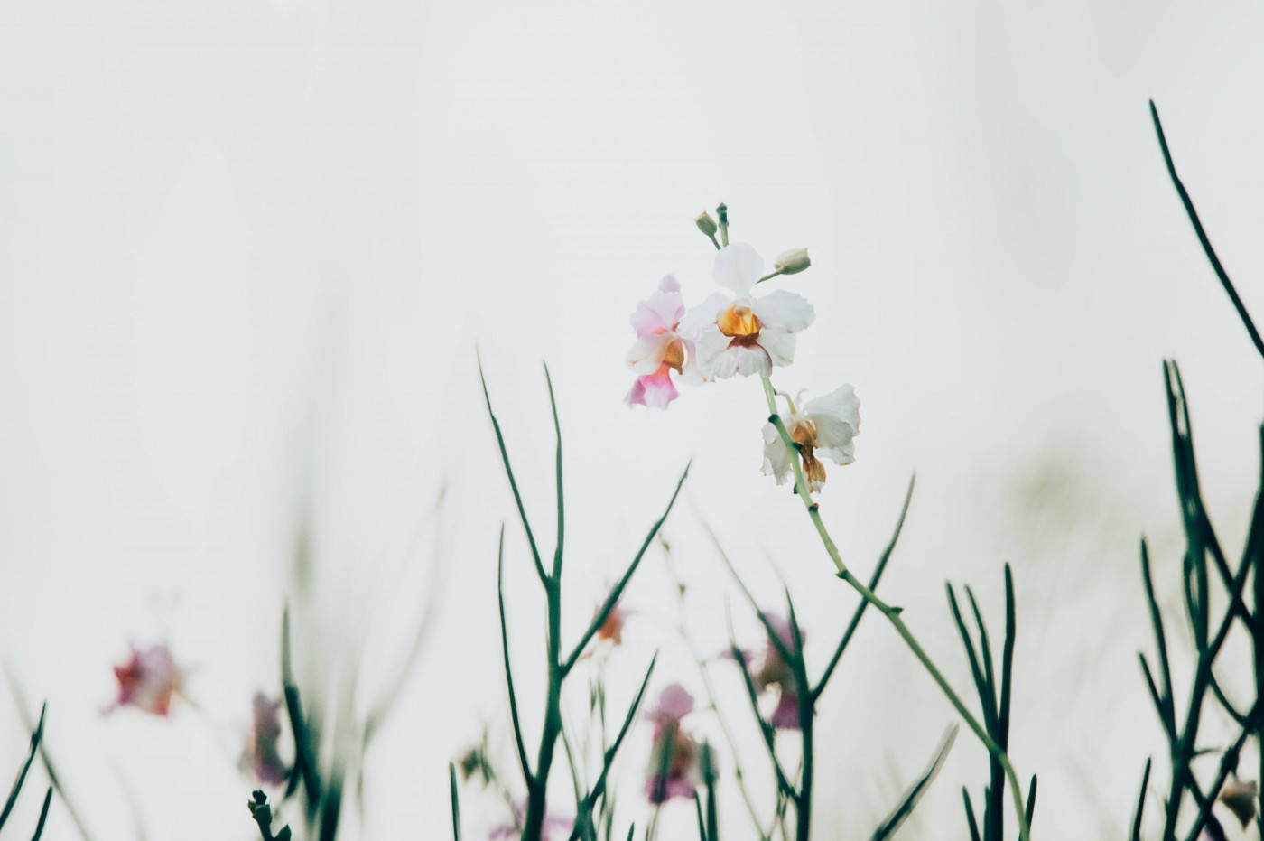 A Minimalist Spring That's Full Of Beauty And Hope Background