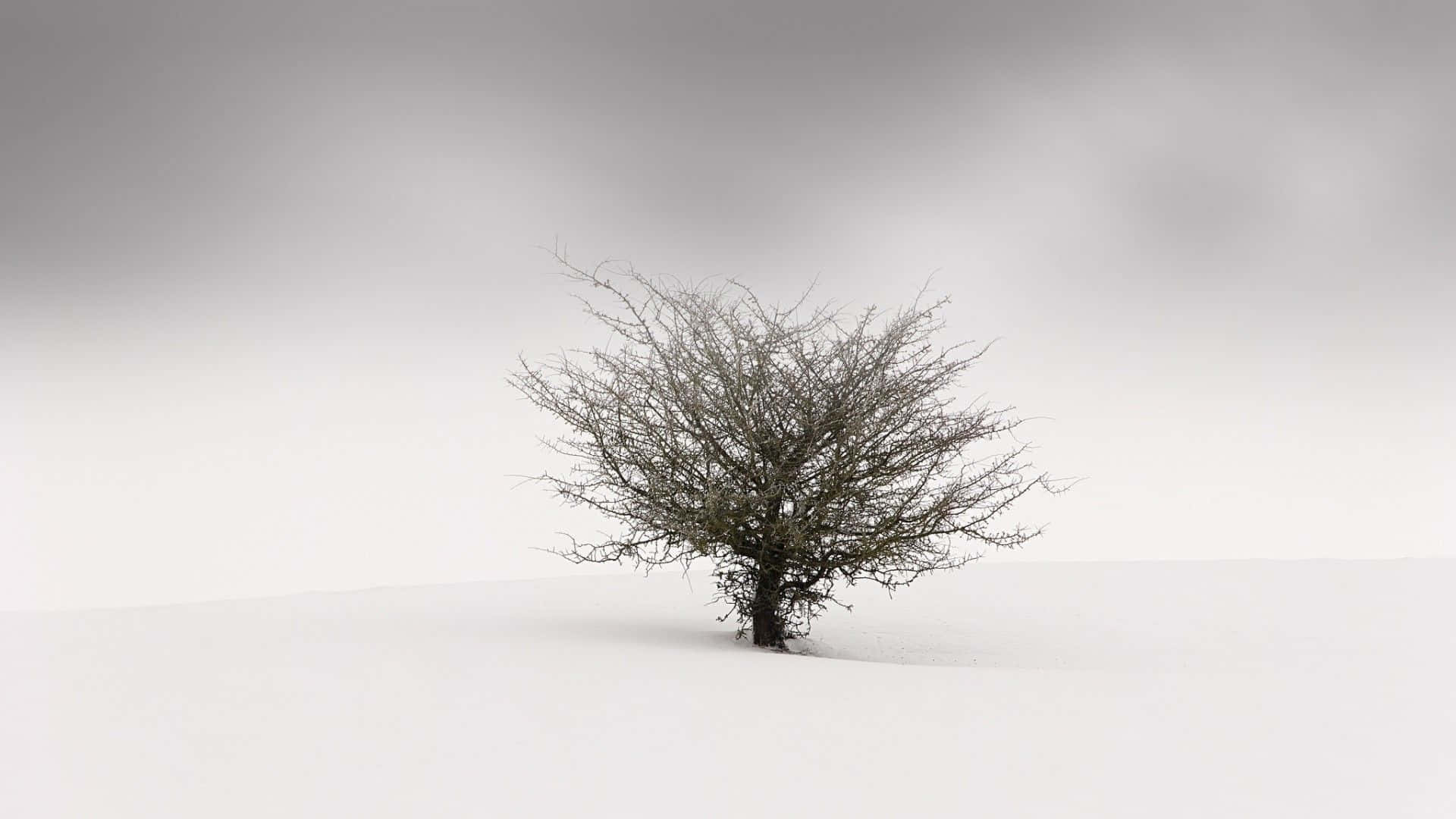 A Minimalist Winter Scene Background