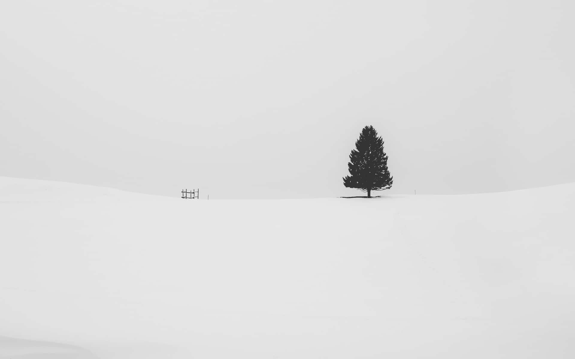 A Minimalist Winter Scene Of Snow-covered Trees And Woodland. Background