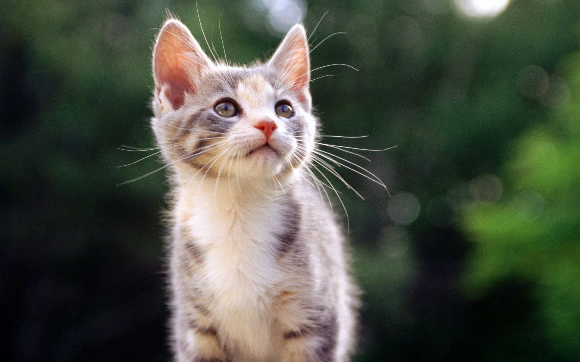 A Mischievous Striped Kitten Baby Background