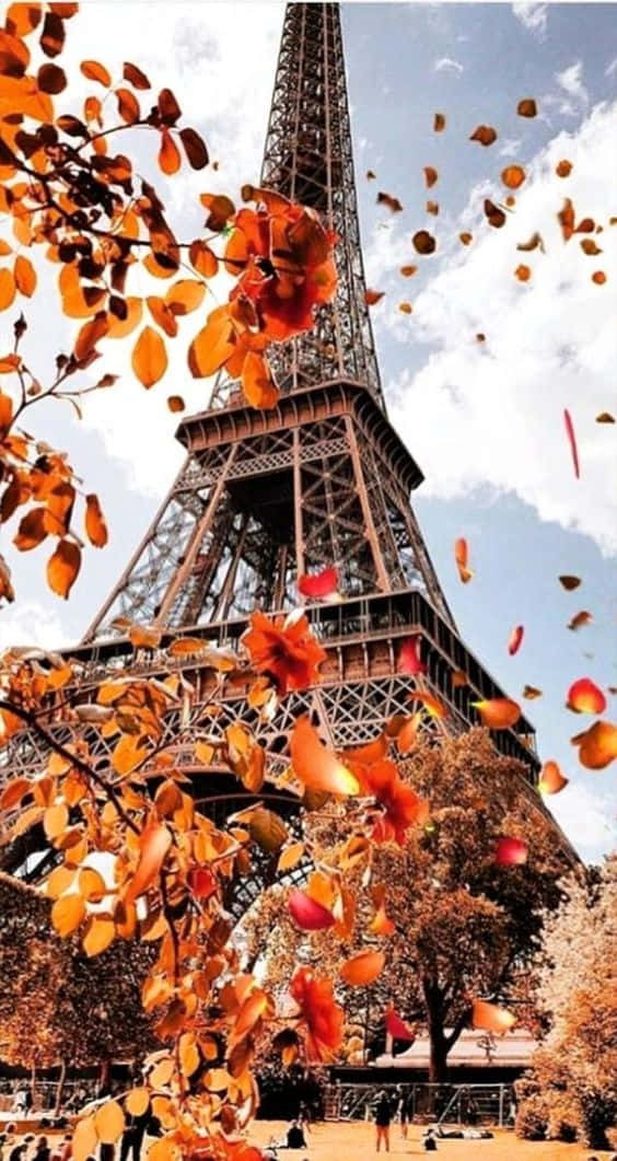 A Mixture Of Color In The Autumn Season Can Be Found In The Beautiful View Of This Forest. Background