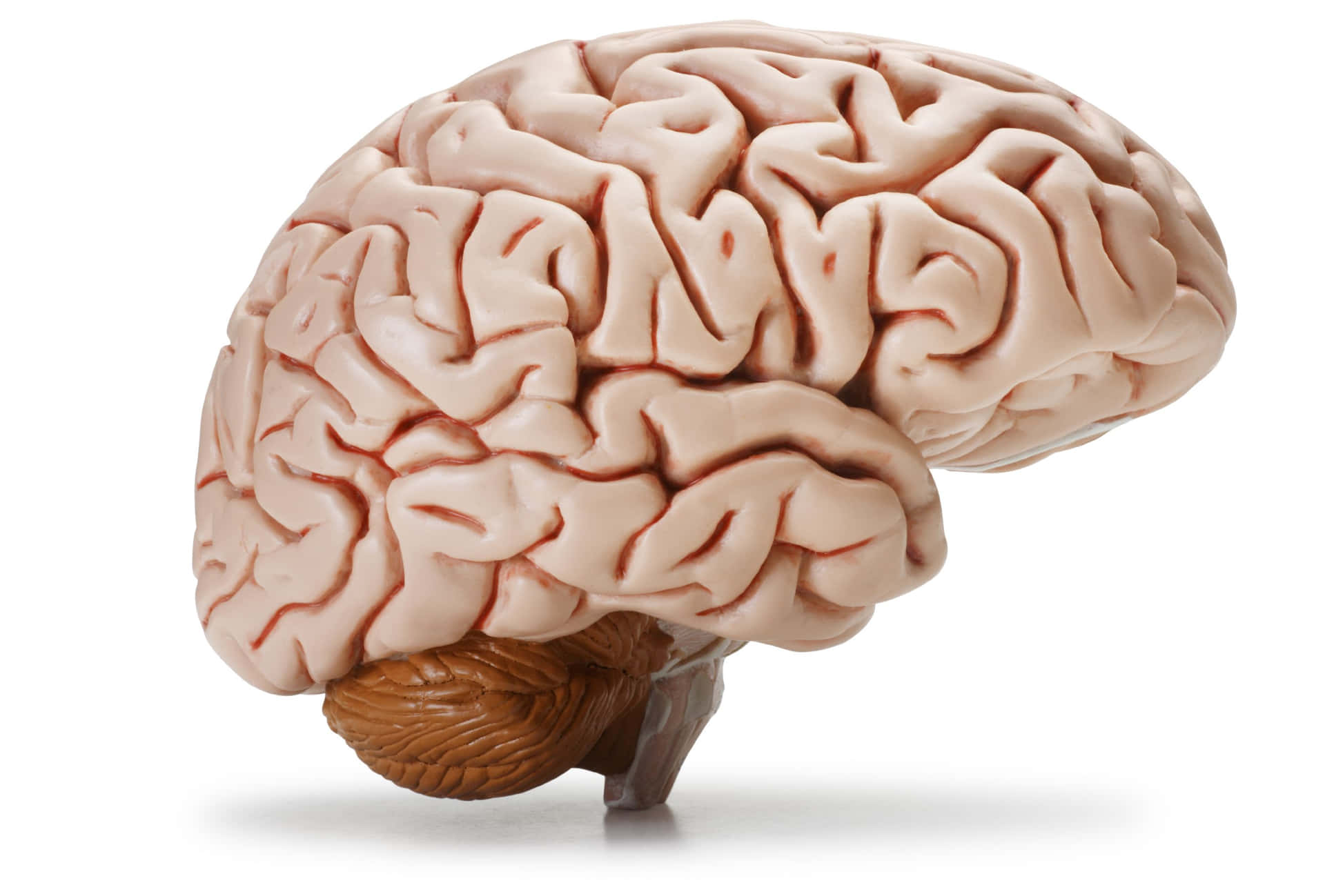 A Model Of The Human Brain On A White Background Background