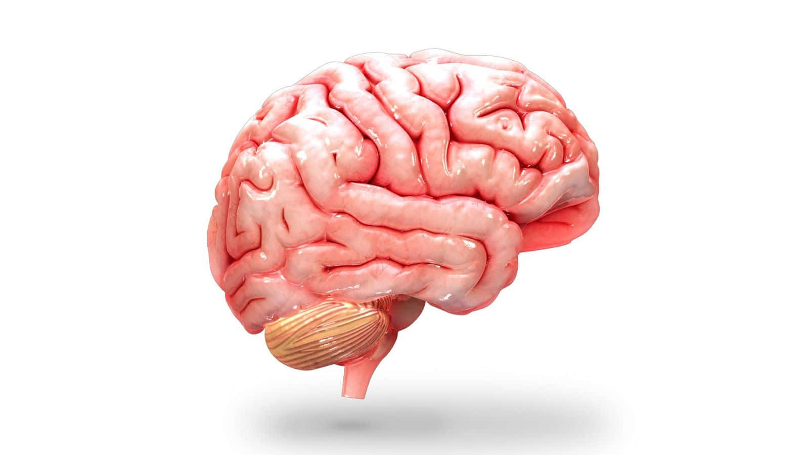 A Model Of The Human Brain Background