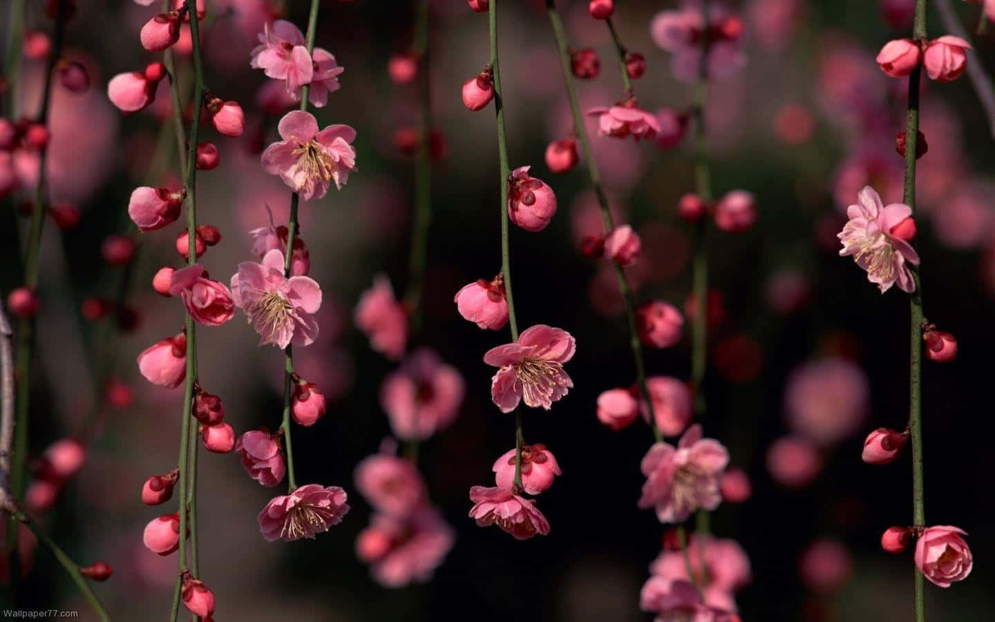 A Modern Take On A Classic Pattern - The Floral Computer Background