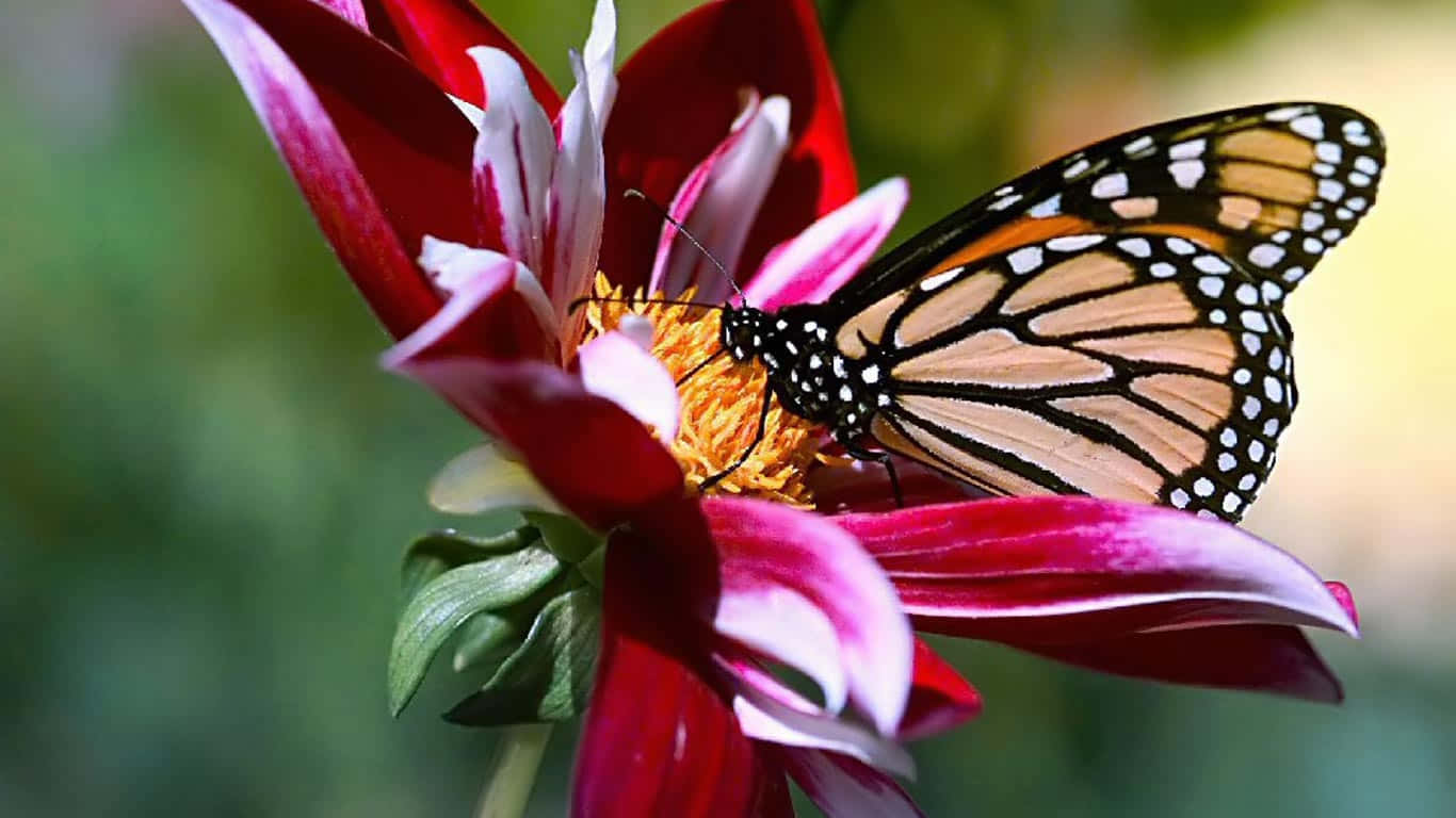 A Monarch Butterfly Is Sitting On A Red Flower