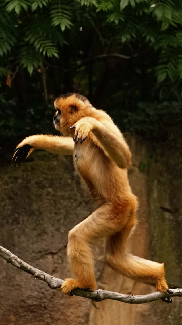 A Monkey Enjoying Its New Iphone Background