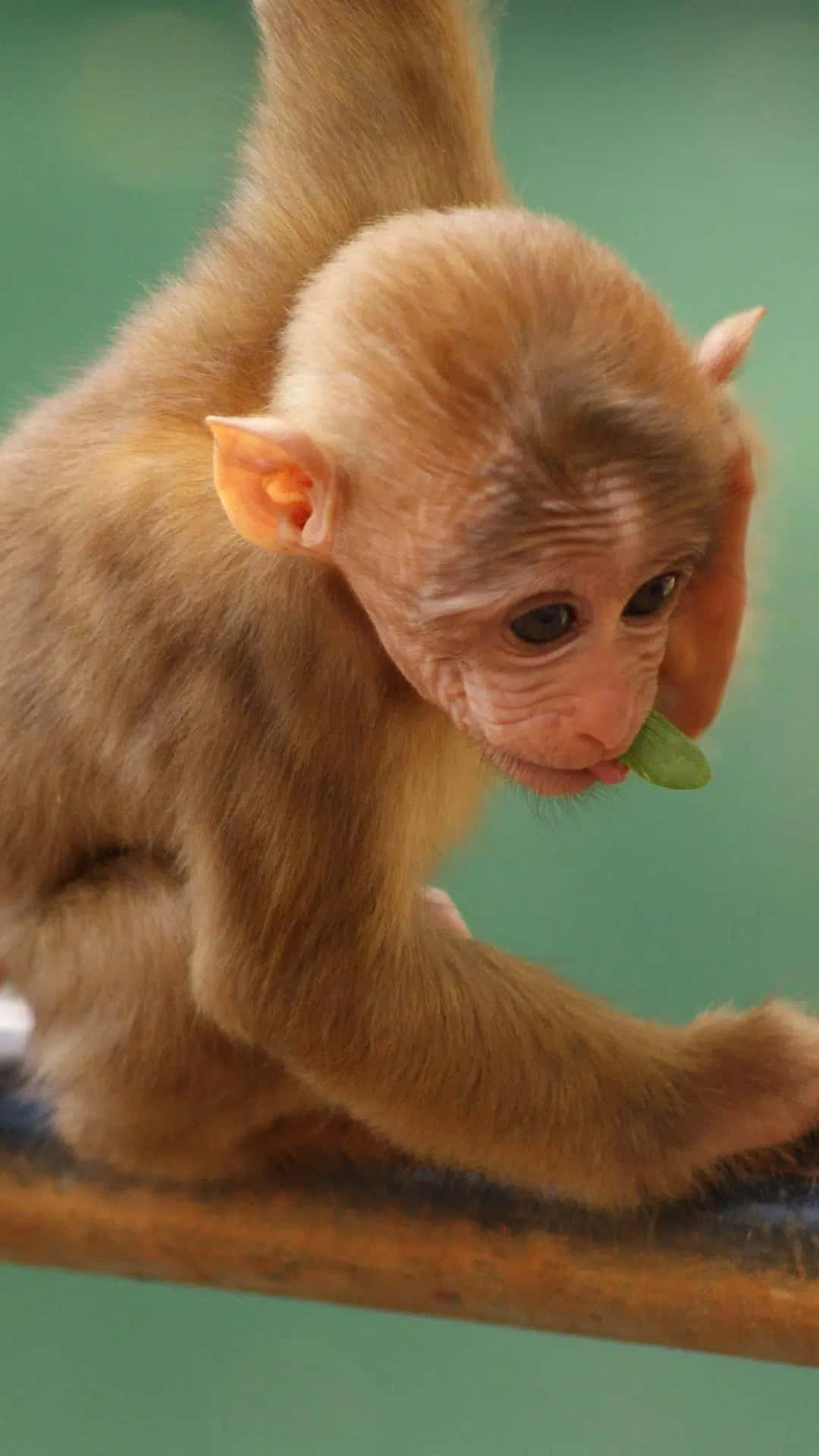 A Monkey Is Eating A Leaf From A Metal Rod Background
