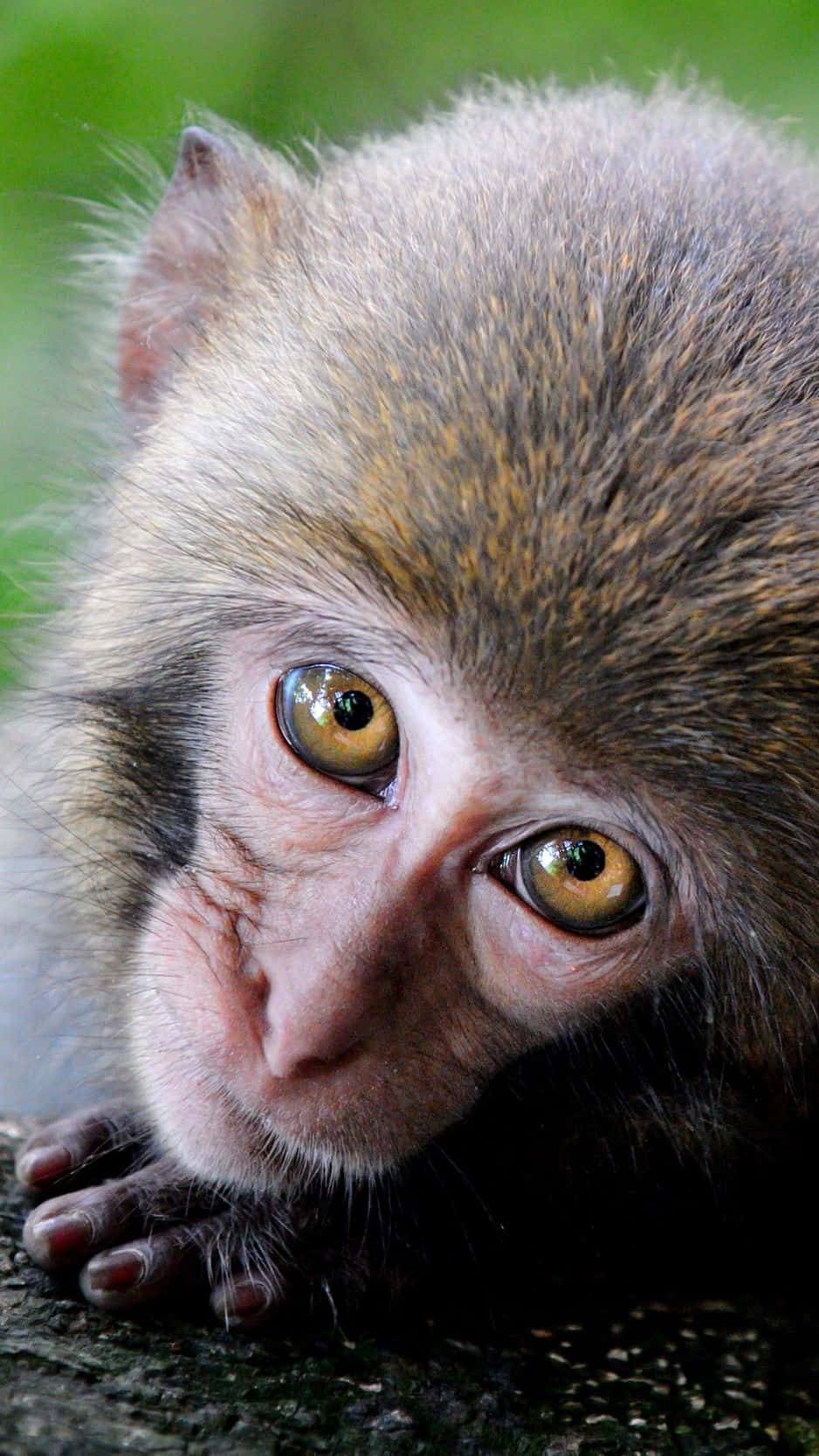 A Monkey Is Laying On A Rock Background