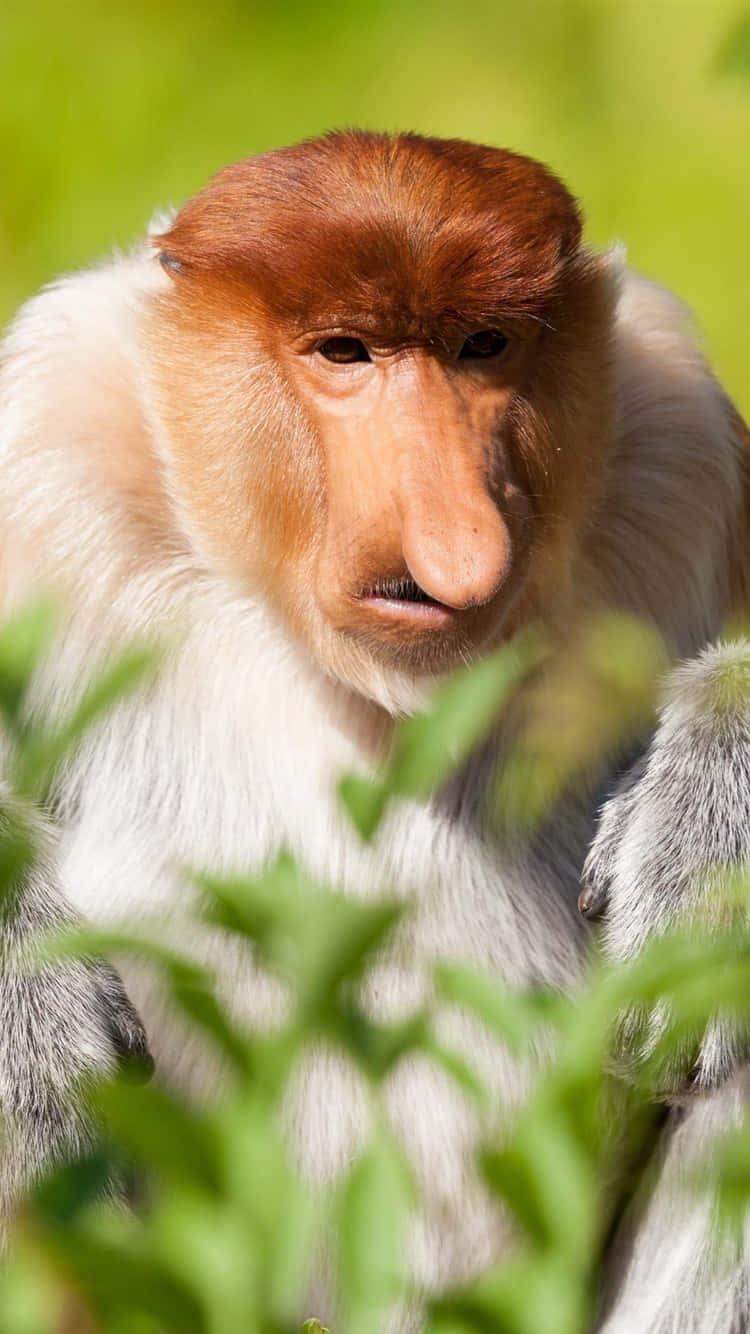 A Monkey With A Long Nose Is Sitting In The Grass Background