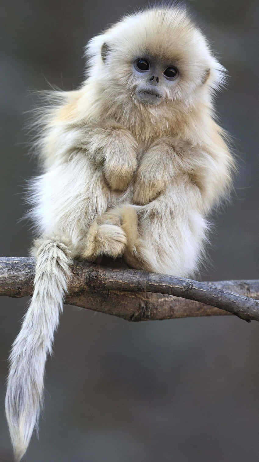 A Monkey With A New Iphone Background