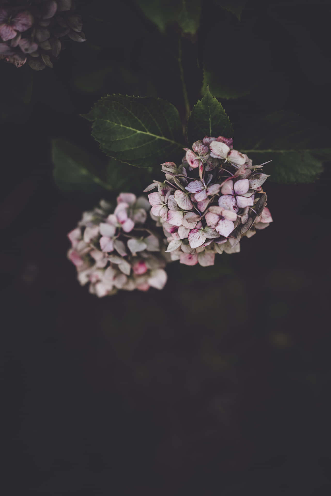 A Moody Delicate Hydrangea Flower