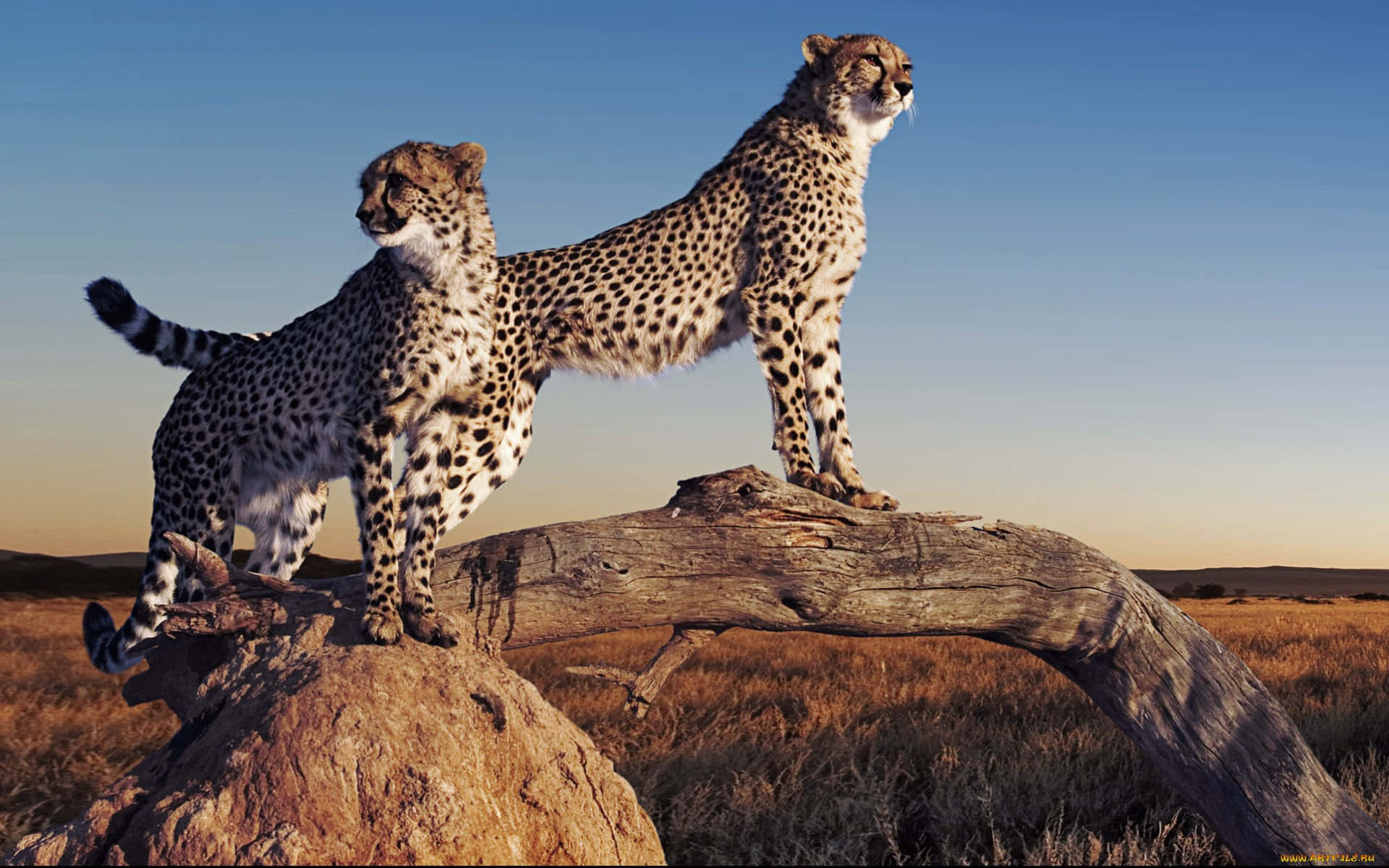 A Mother Cheetah Resting On The Savanna With Her Cubs. Background