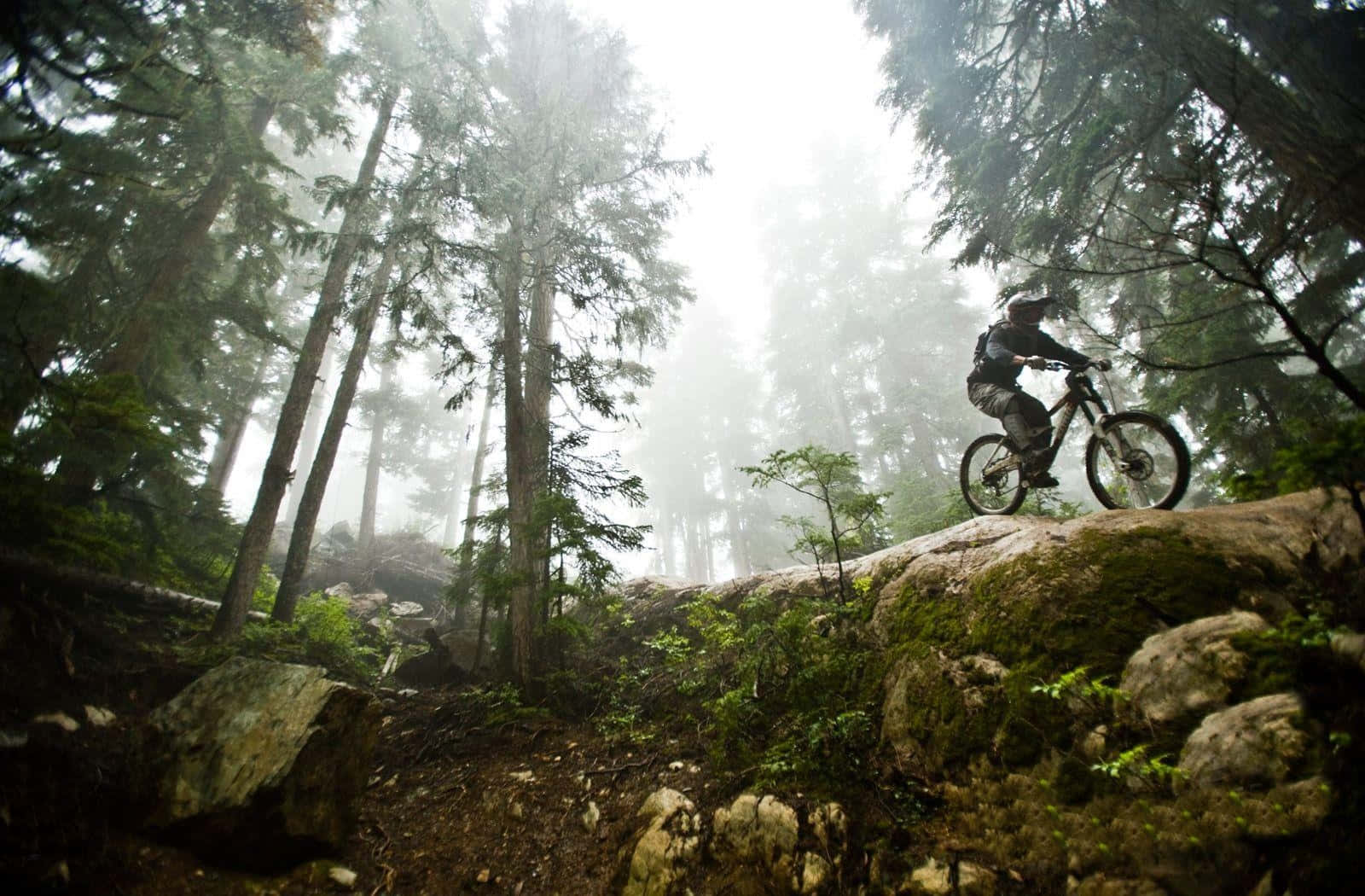 A Mountain Biker Riding Through A Forest Background