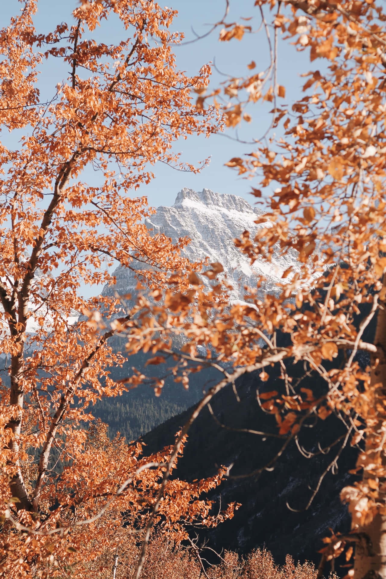 A Mountain Range With Trees In The Background Background