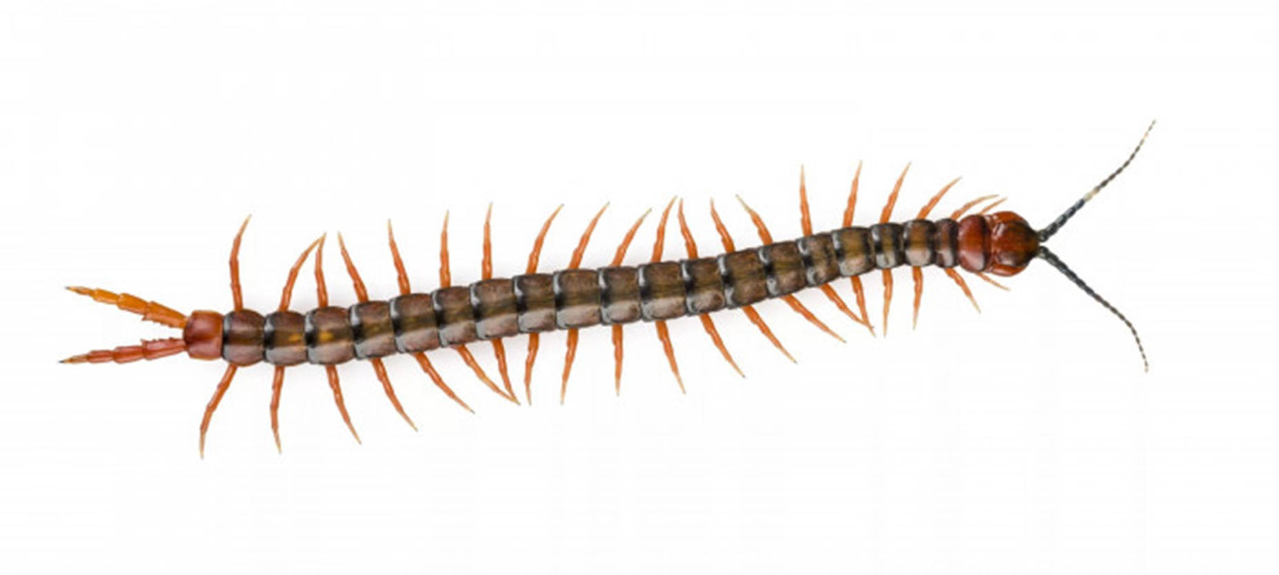 A Multilegged Centipede On White Backdrop Background