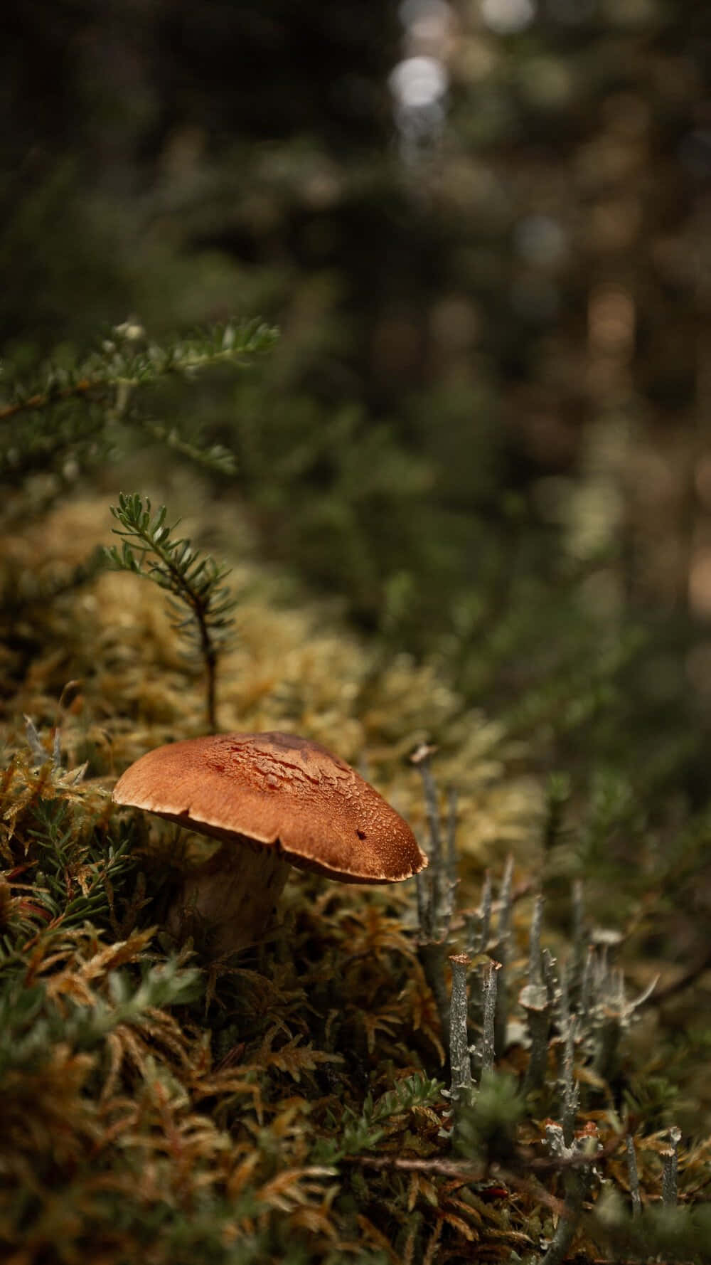 A Mushroom Is Growing On A Mossy Forest Floor