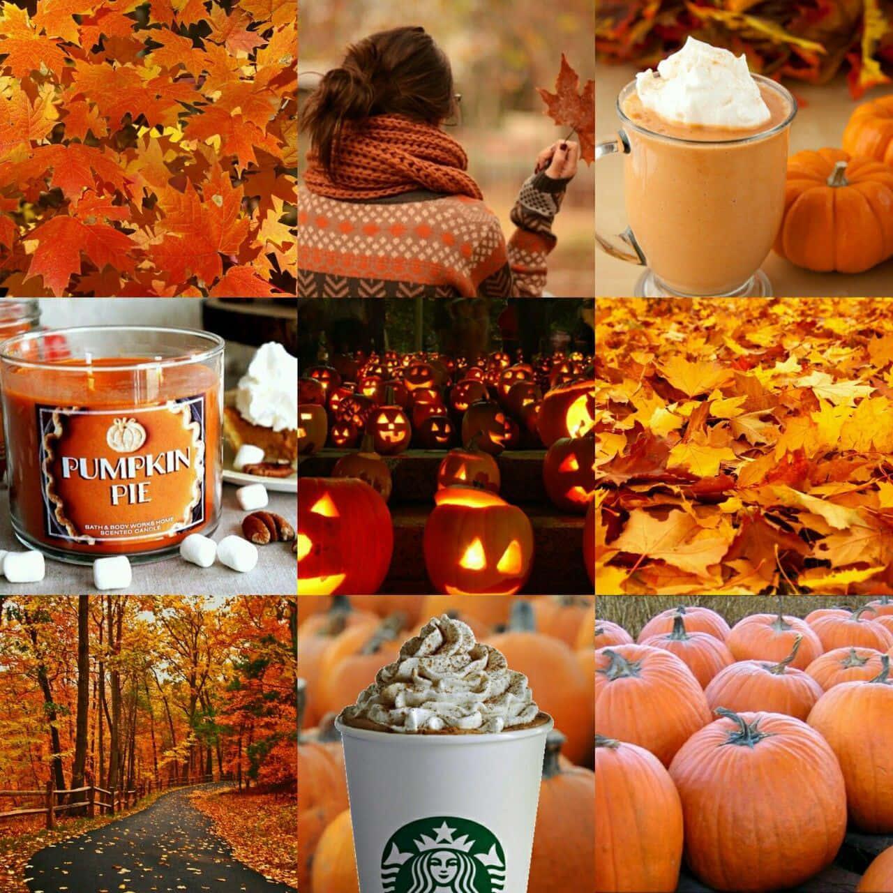 A Myriad Of Fall Colors In One Image Background