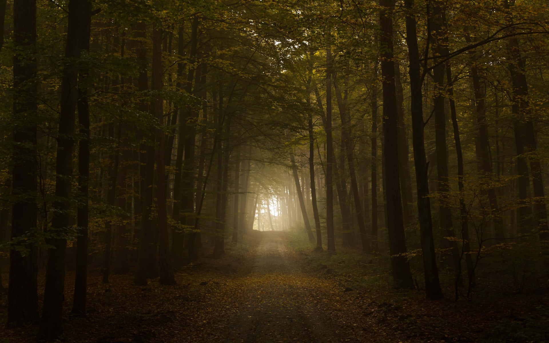 A Mysterious And Mesmerising Dark Autumn Evening. Background