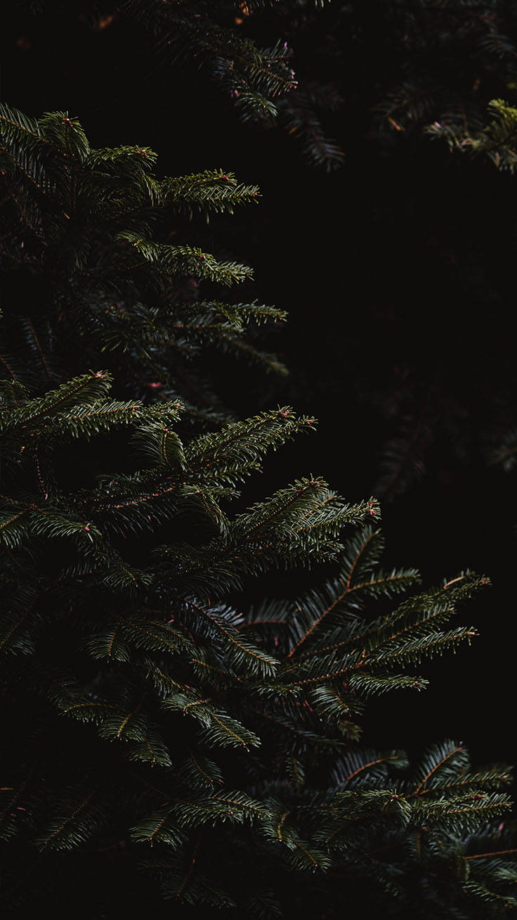 A Mysterious And Spooky Black Christmas Night Background