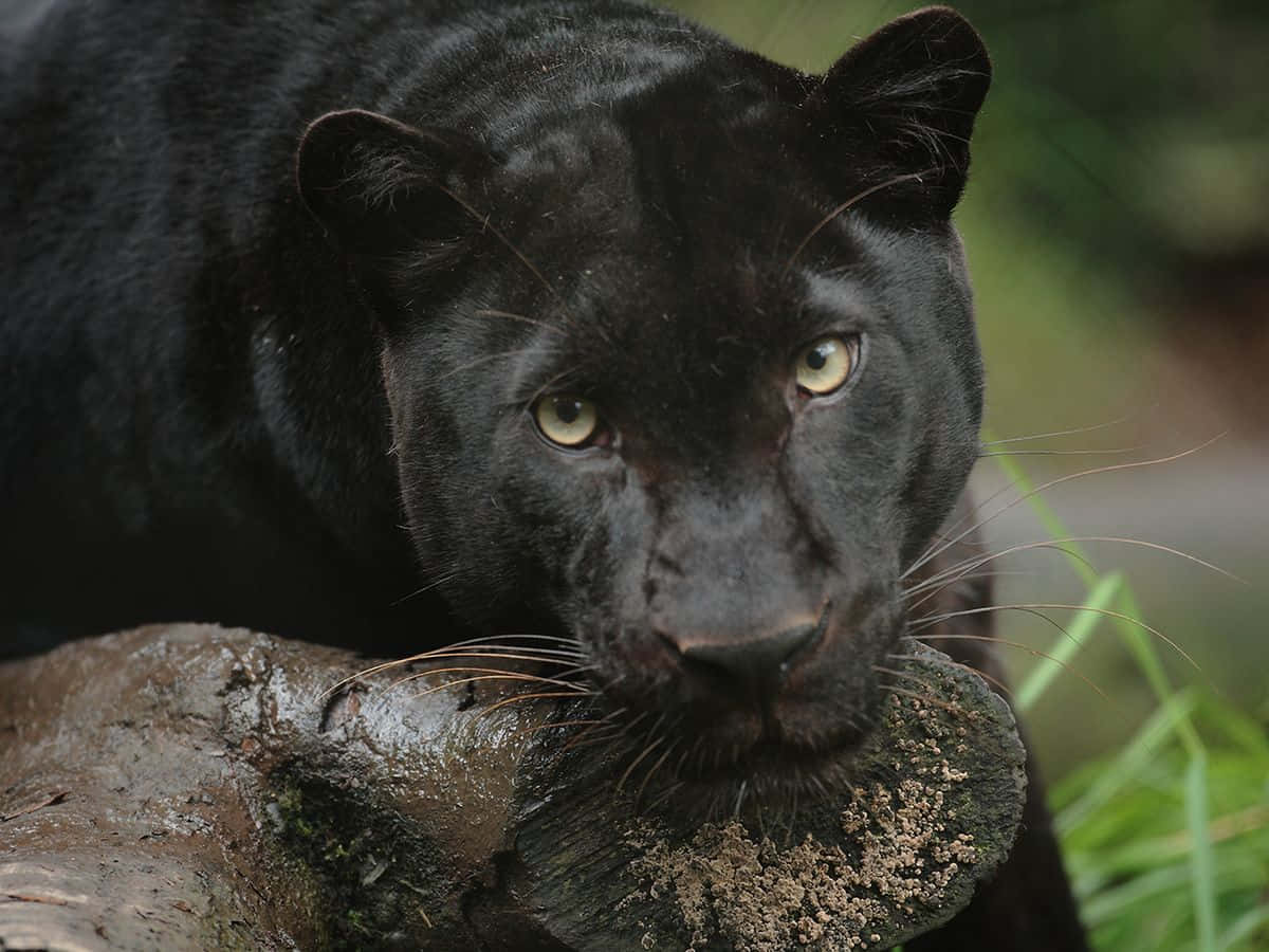 A Mysterious Black Leopard Background