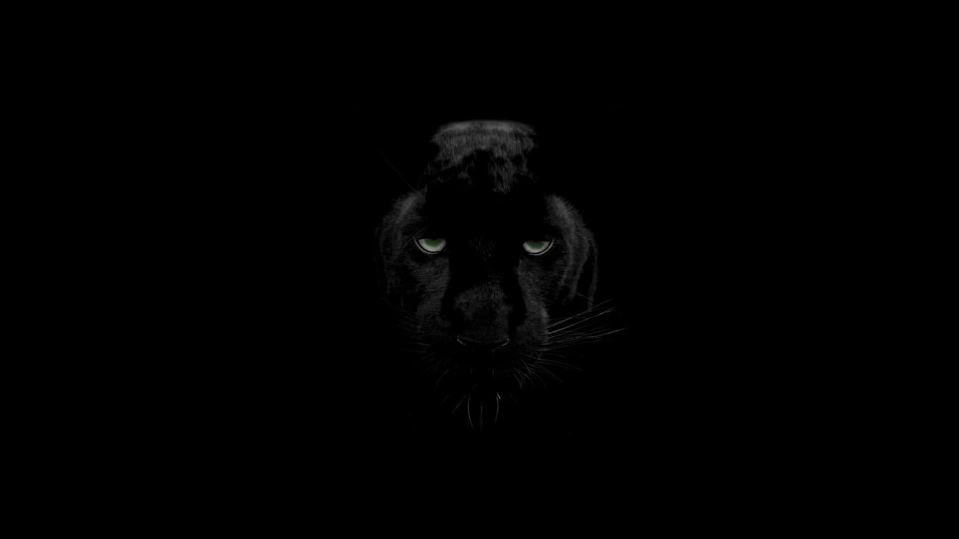A Mysterious Dark Animal Looking Off Into The Night Background