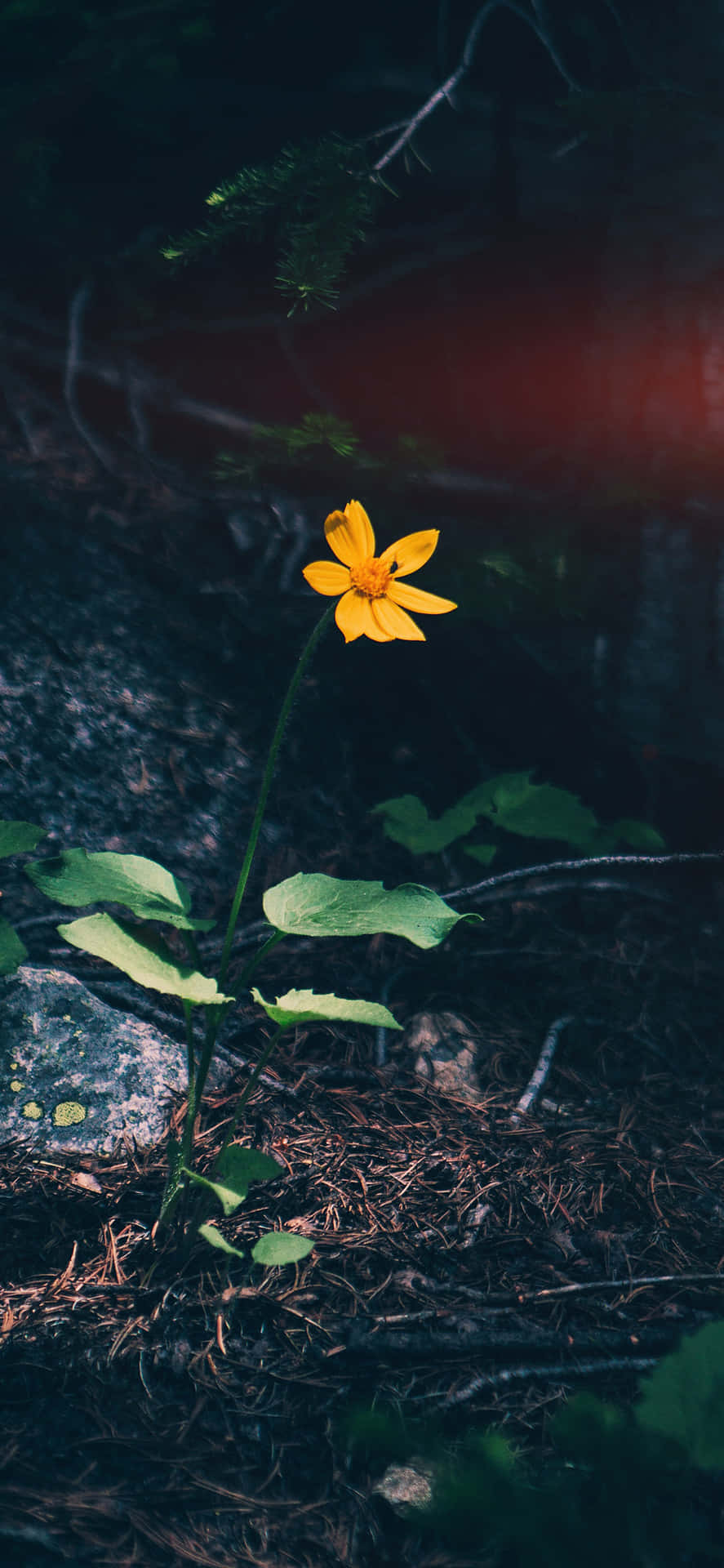 A Mysterious, Dark Nature Scene Background