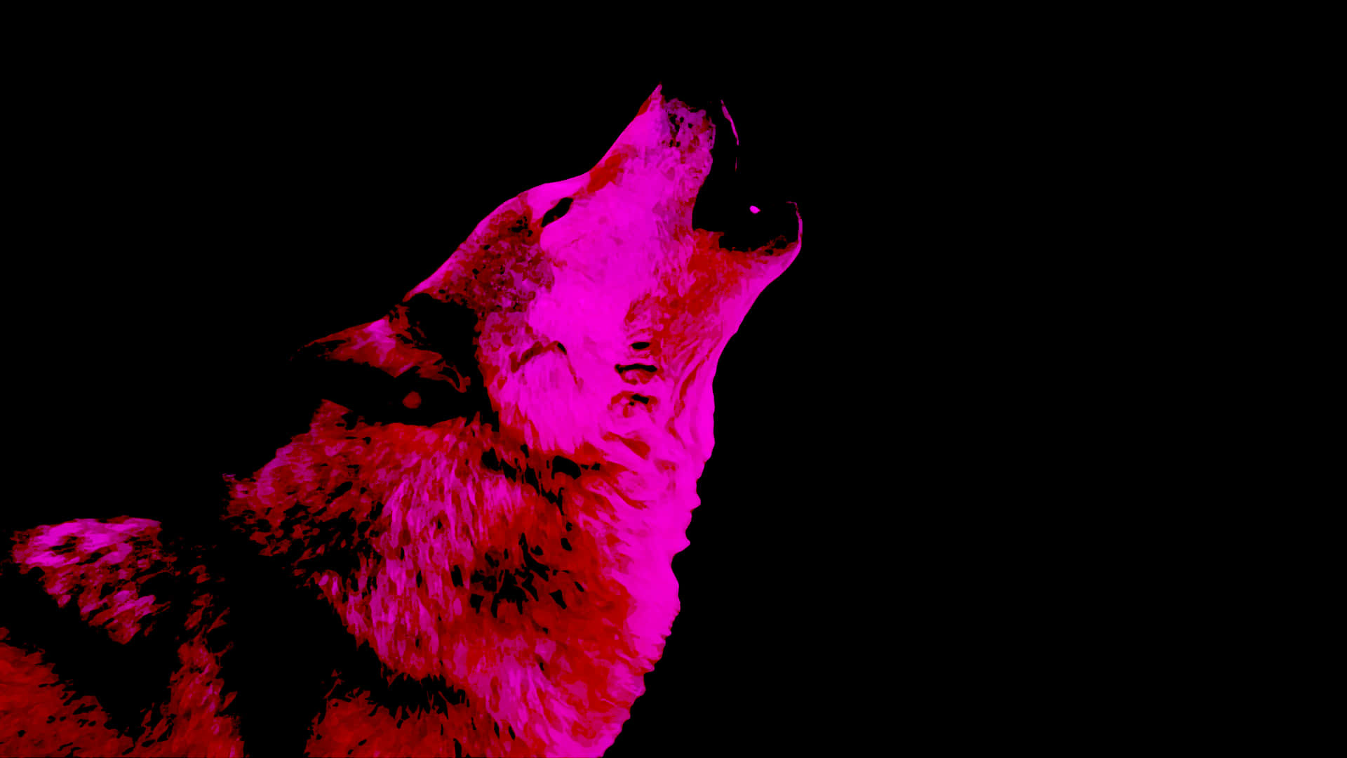 A Mysterious Pink Wolf Stares Into The Night Background