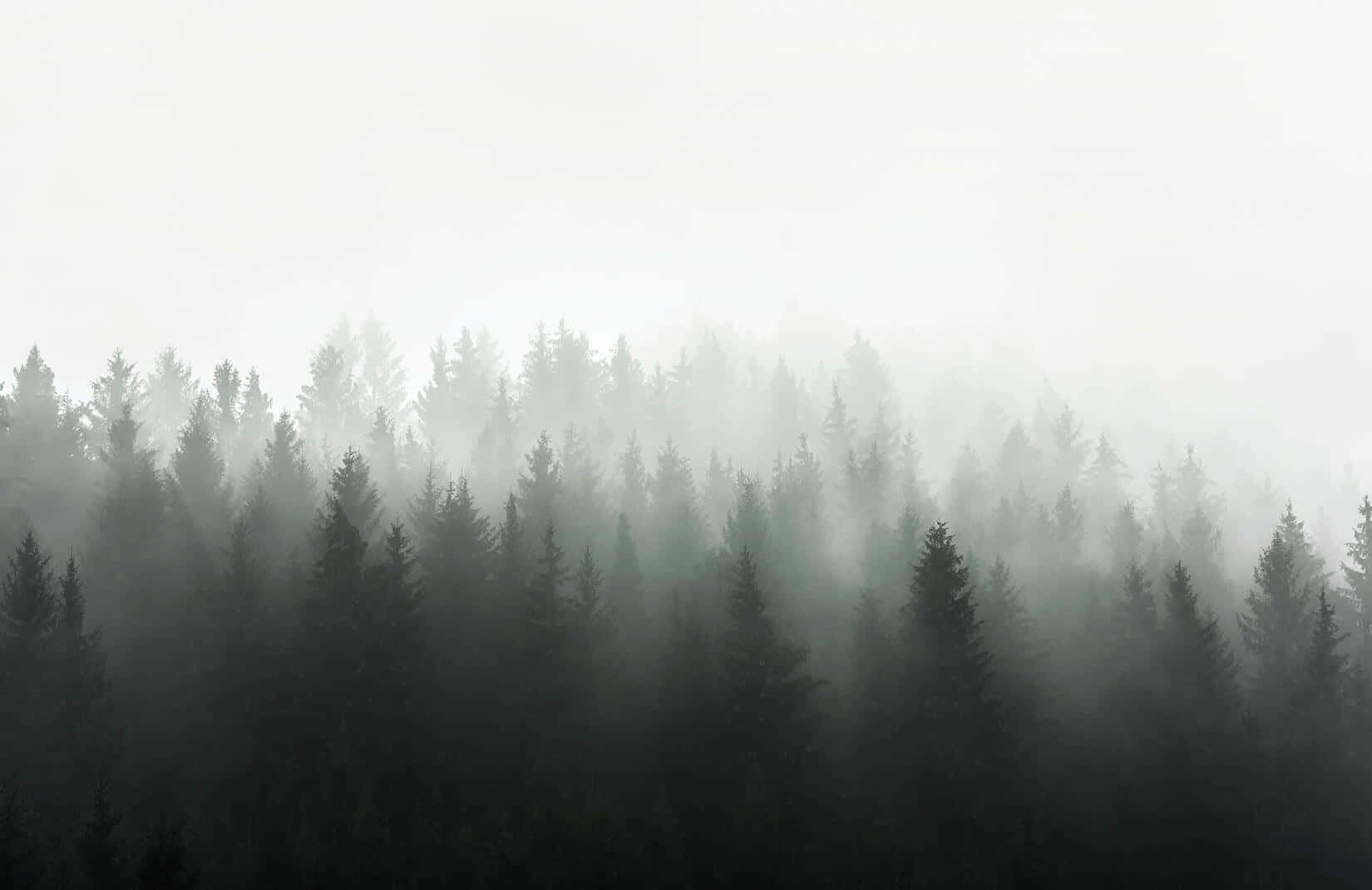 A Mystery In The Dark Green Forest Background