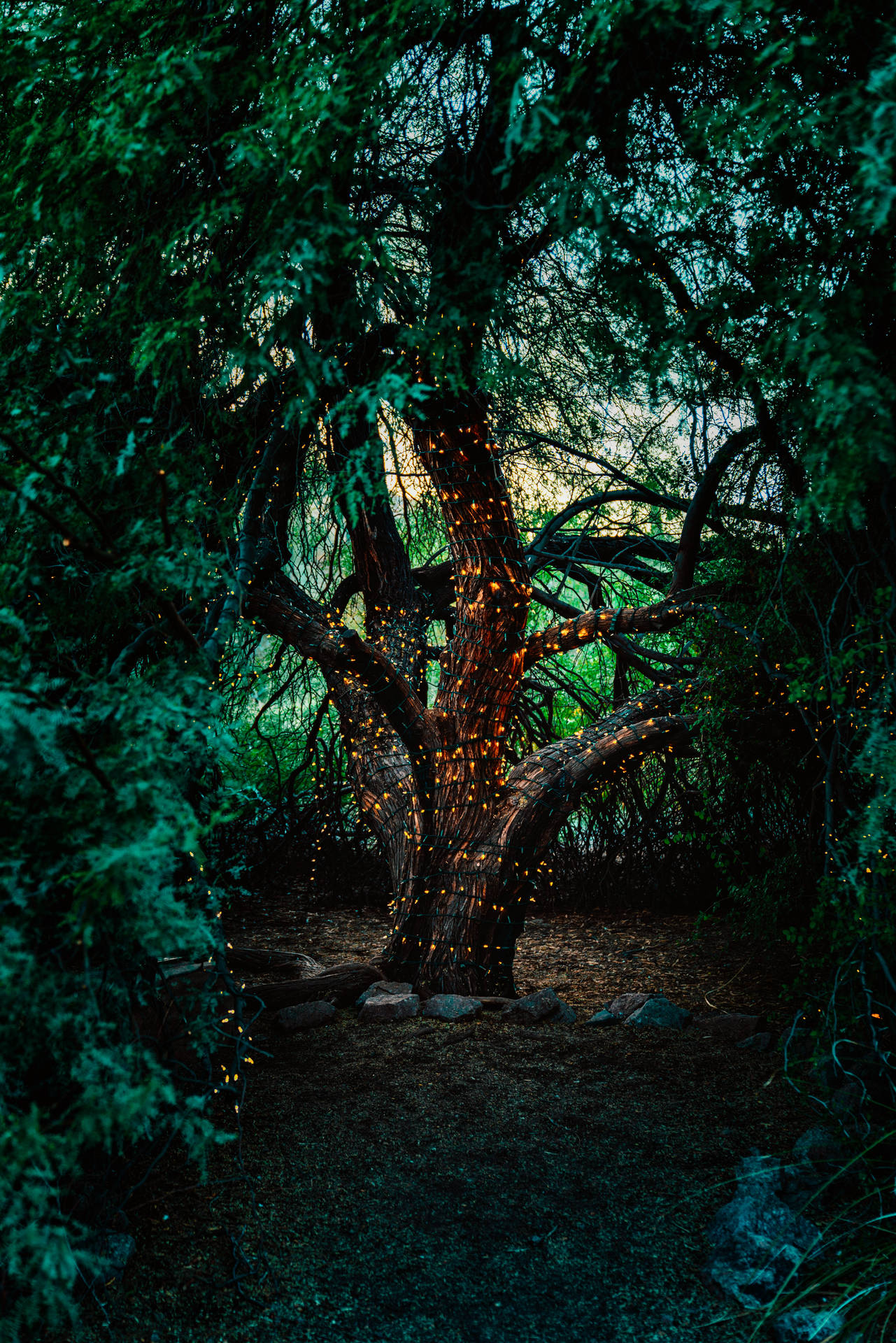 A Mystical Scene In A Magical Forest Background