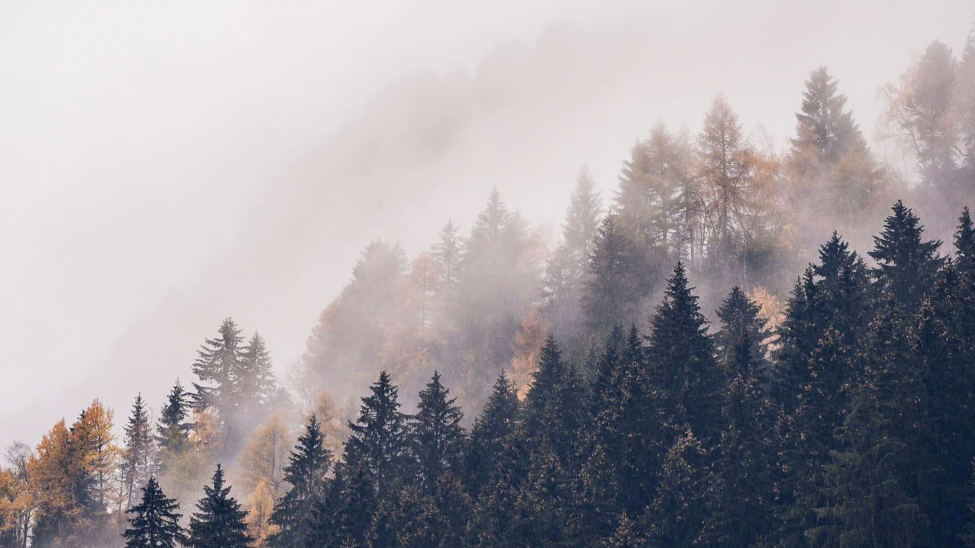 A Mystical Scene Of Foggy Stillness Background