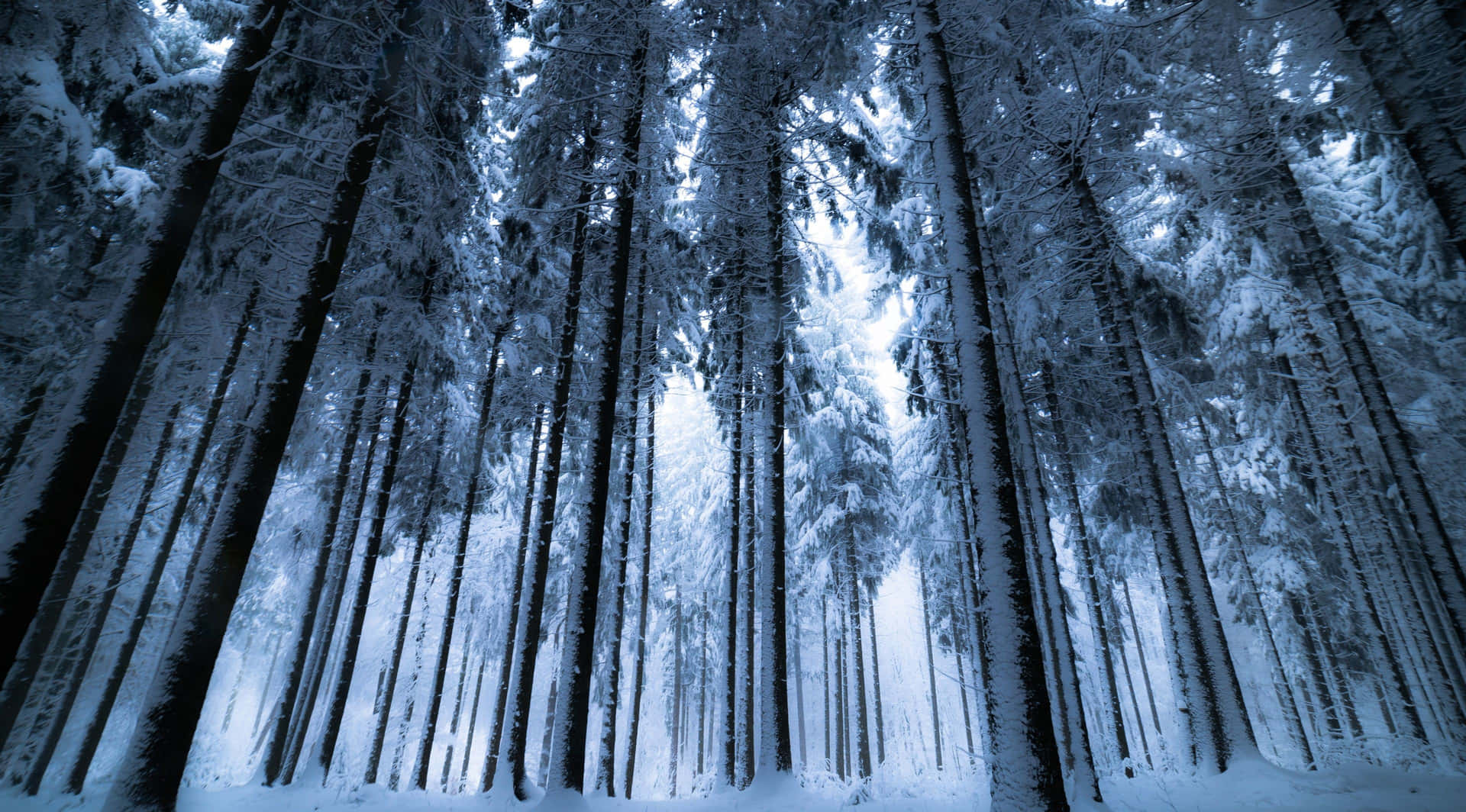 A Mystical Winter Forest Awakens At Dusk Background