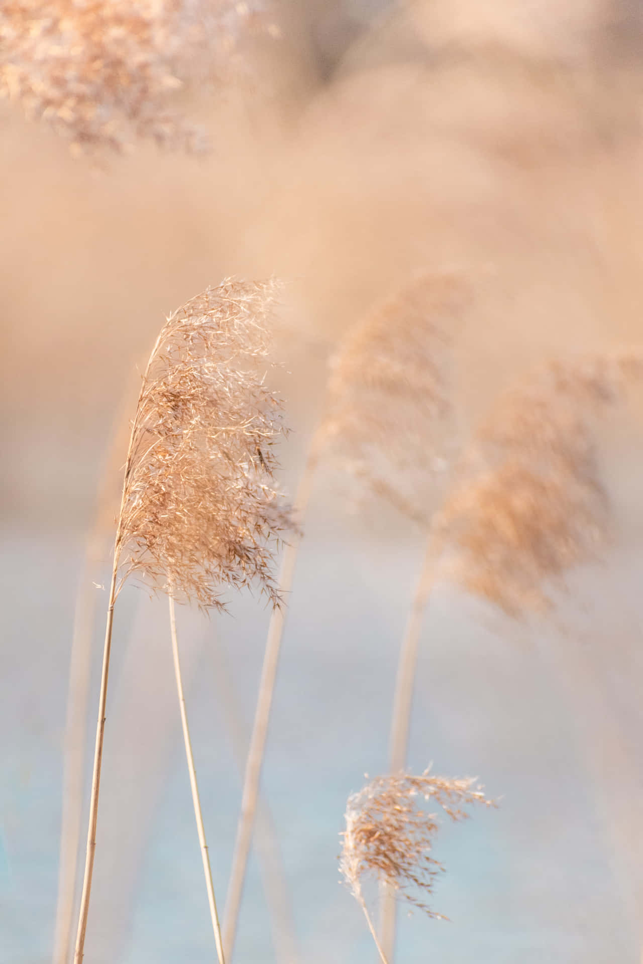 A Natural Sea Of Pampas Grass Spreading Across The Drey Landscape Background