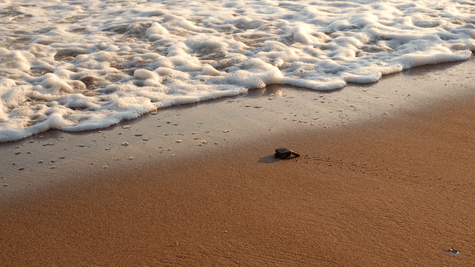 A Newborn Baby Turtle Takes Its First Steps Background