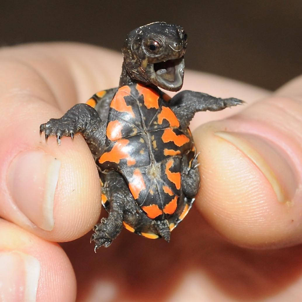 A Newborn Mud Turtle Emerging From Its Shell Background