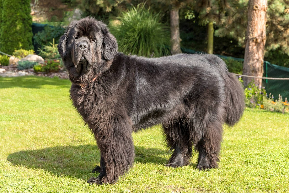 A Newfoundland Dog In The Park Background